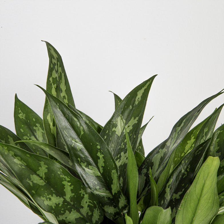 Emerald Beauty Aglaonema | medium - Image 3