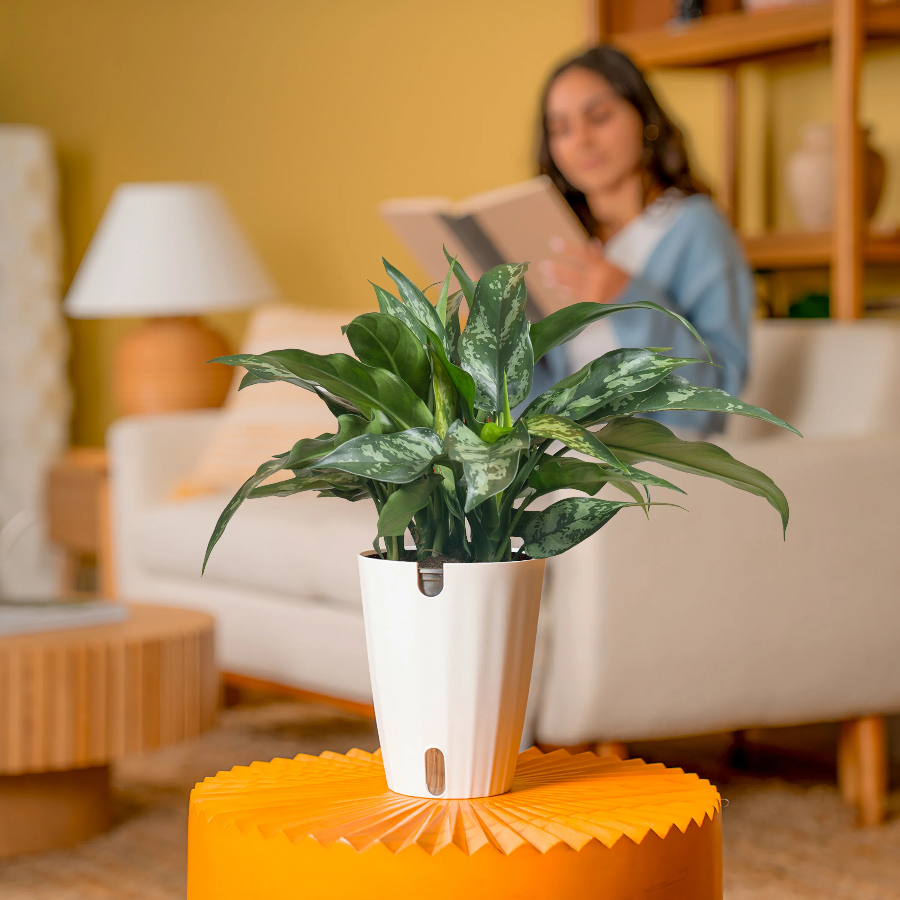 Emerald Beauty Aglaonema | medium - Image 4