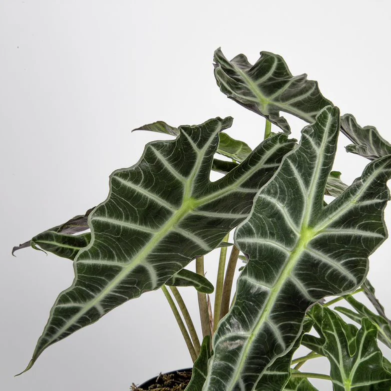 Alocasia Polly | medium - Image 3