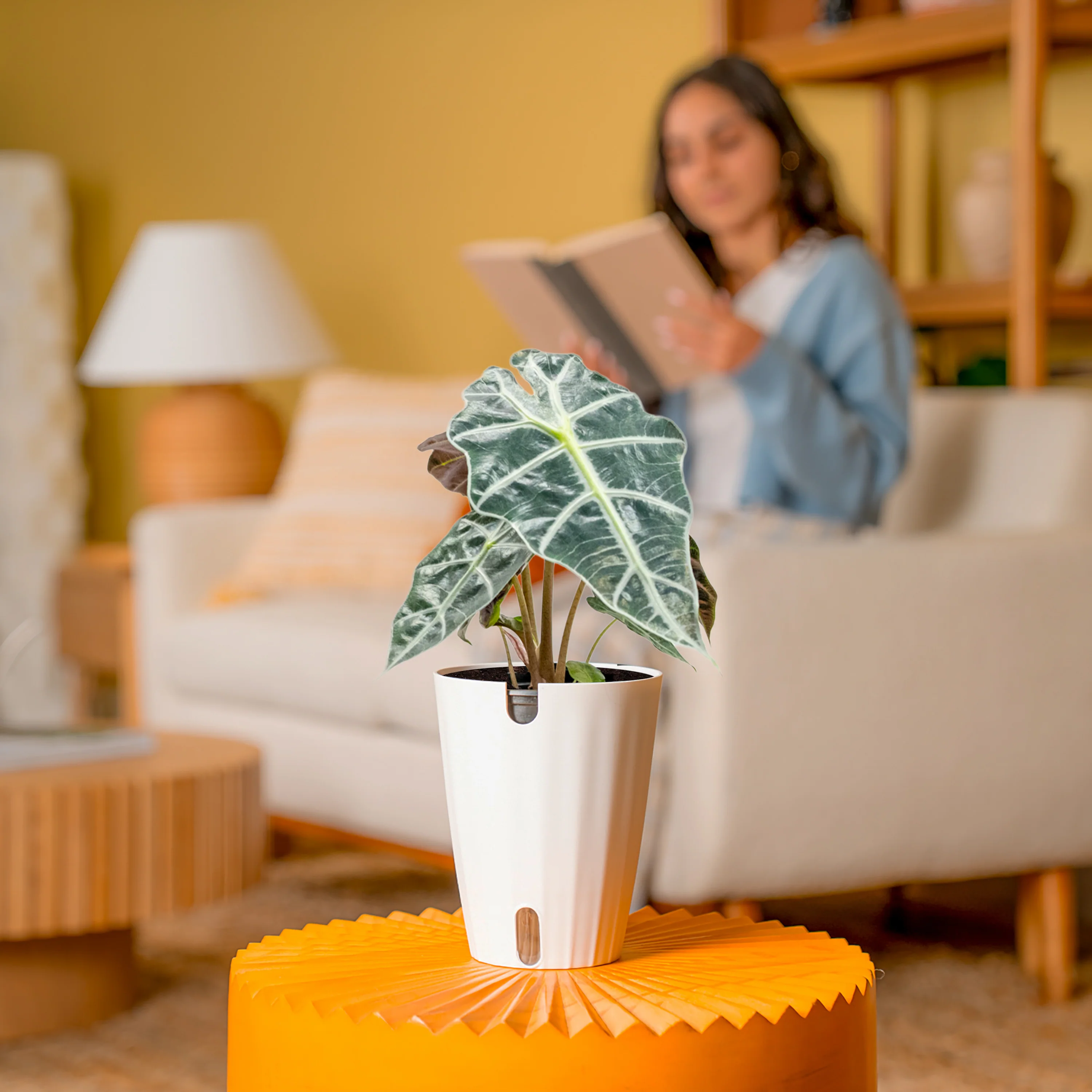 Alocasia Polly | medium - Image 4