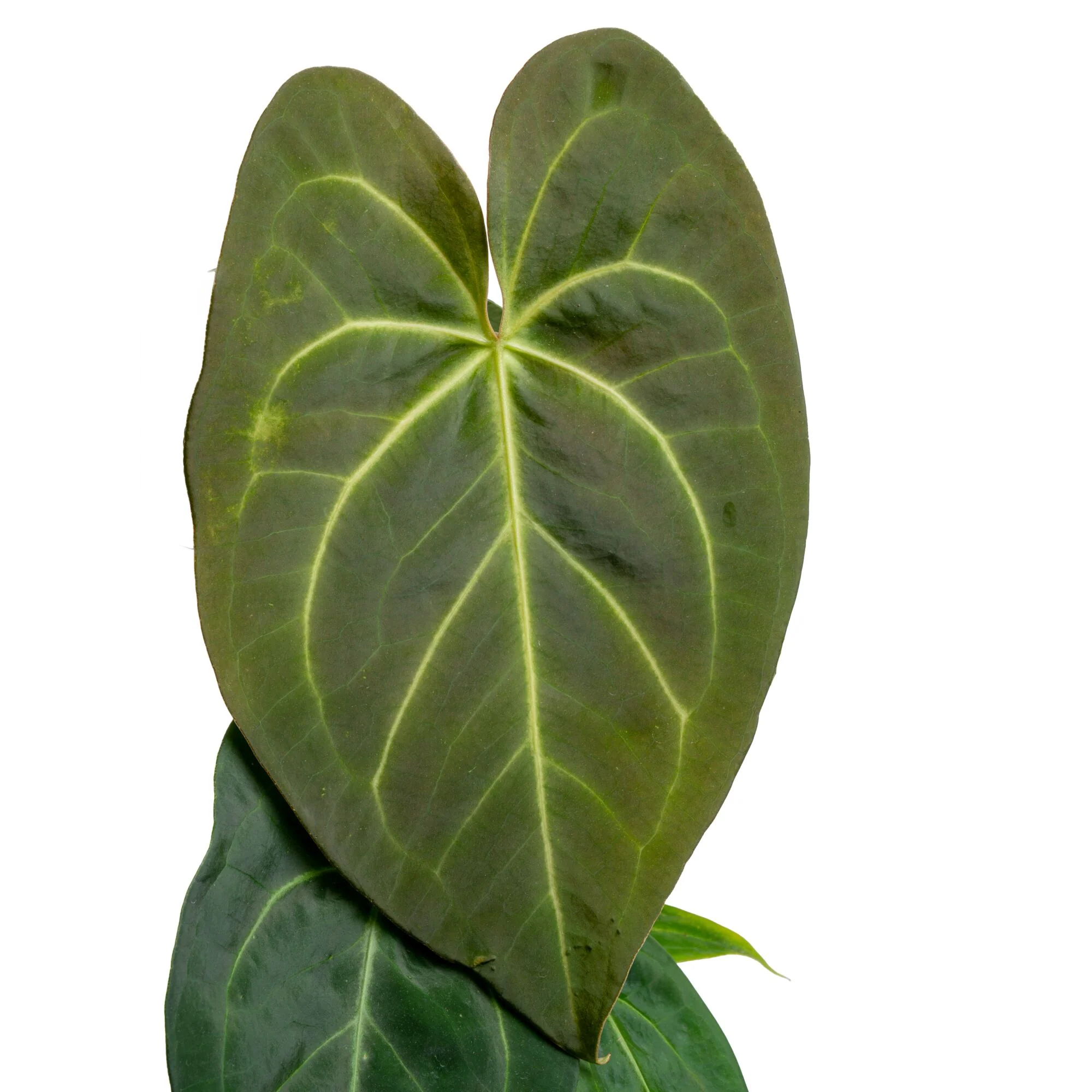 Anthurium magnificum Hybrid  | medium - Image 3