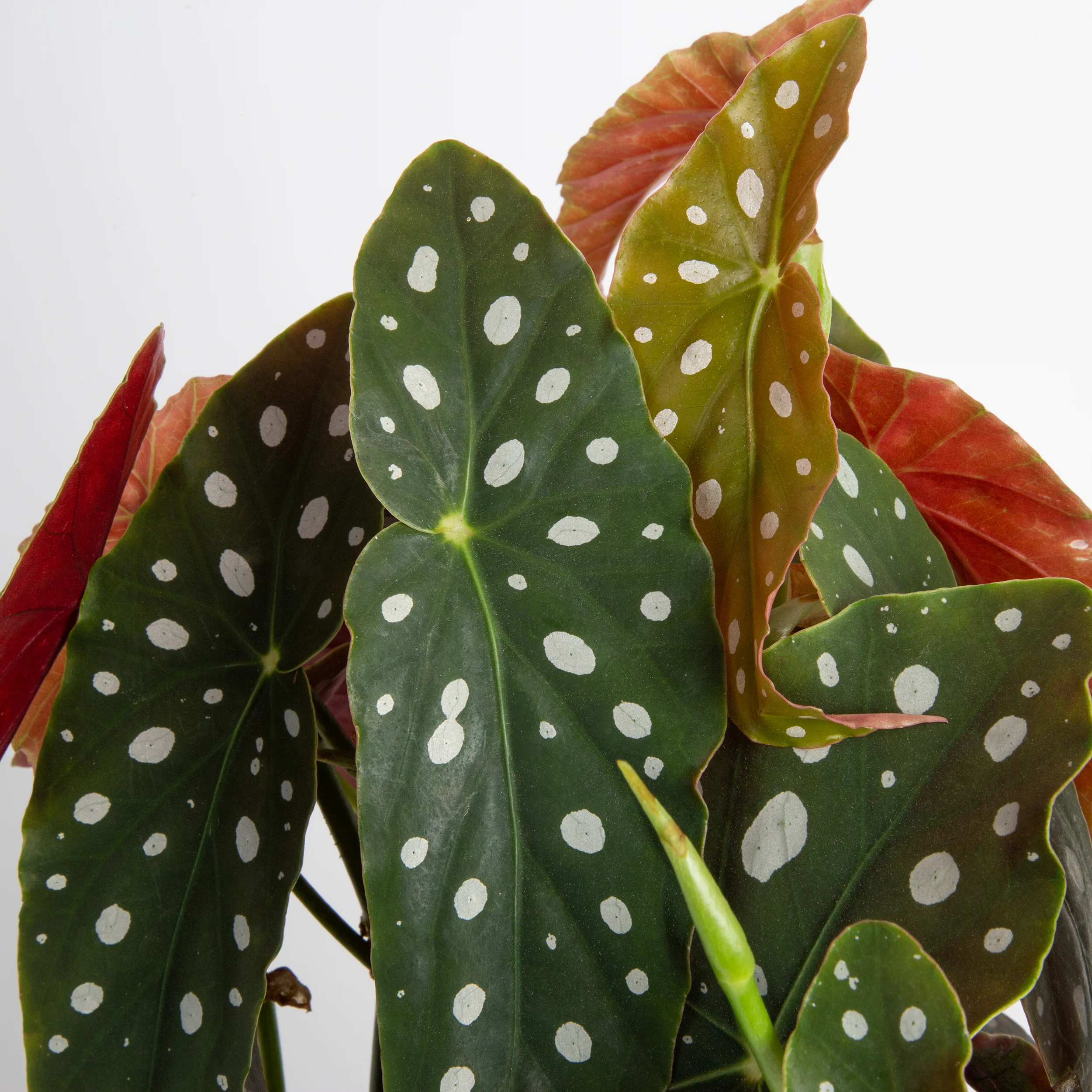 Begonia Maculata | medium - Image 3