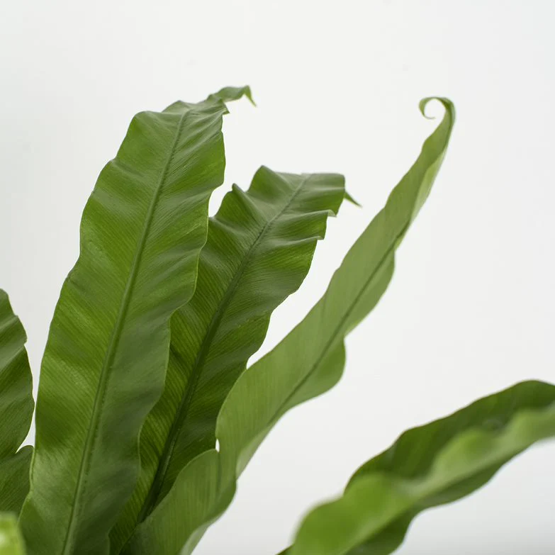 Bird's Nest Fern | medium - Image 3