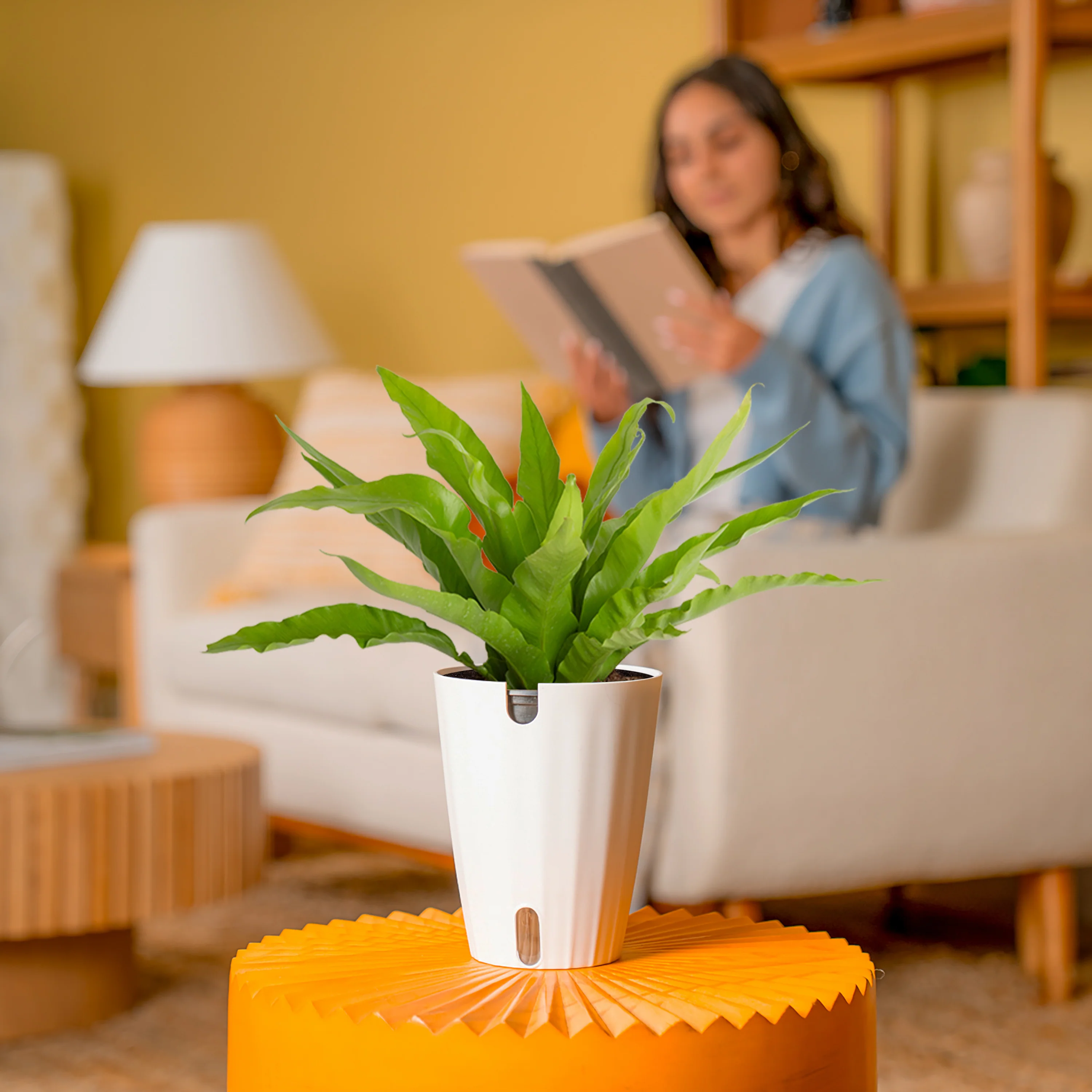 Bird's Nest Fern | medium - Image 4