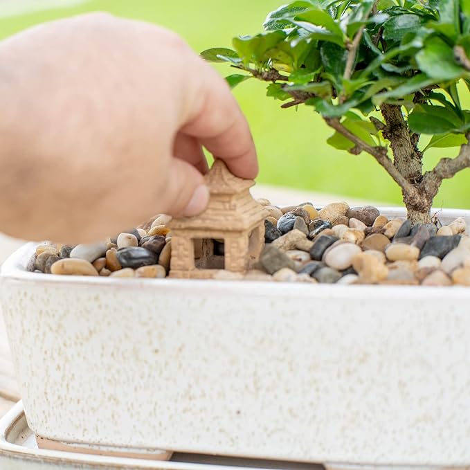 DIY Bonsai Kit - Image 3
