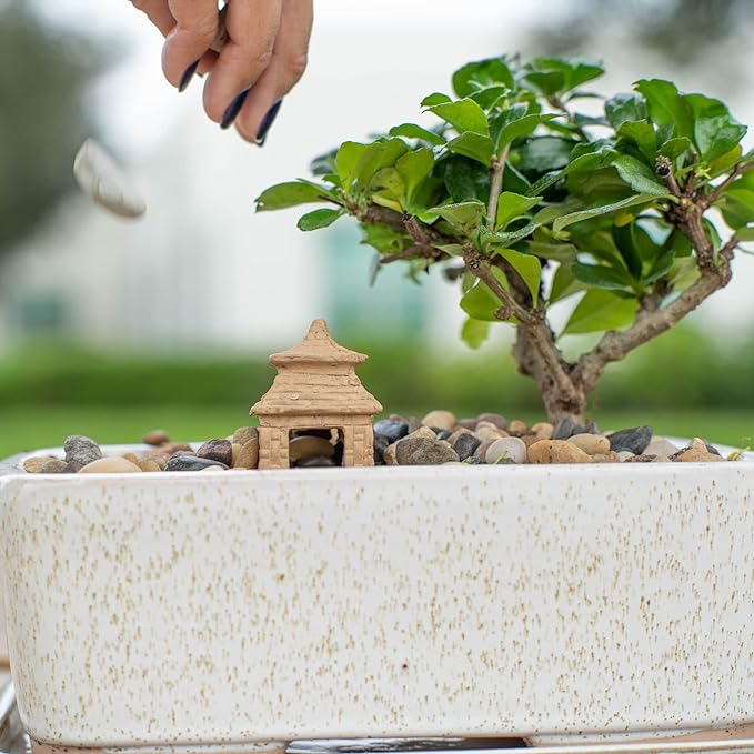 DIY Bonsai Kit - Image 4