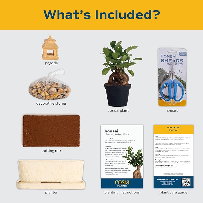 DIY Bonsai Kit - Image 5