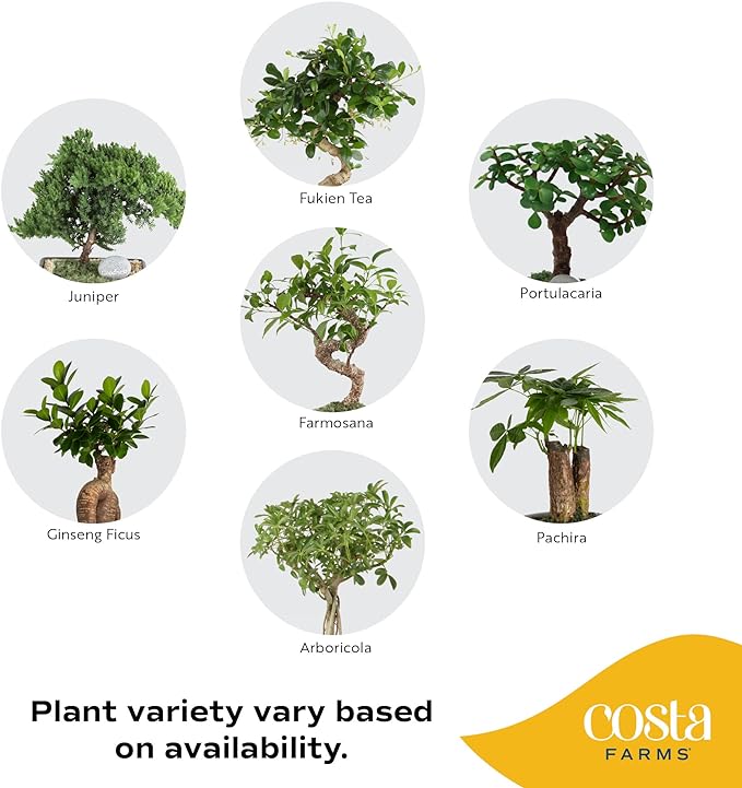 DIY Bonsai Kit - Image 6