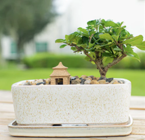 DIY Bonsai Kit - Image 7