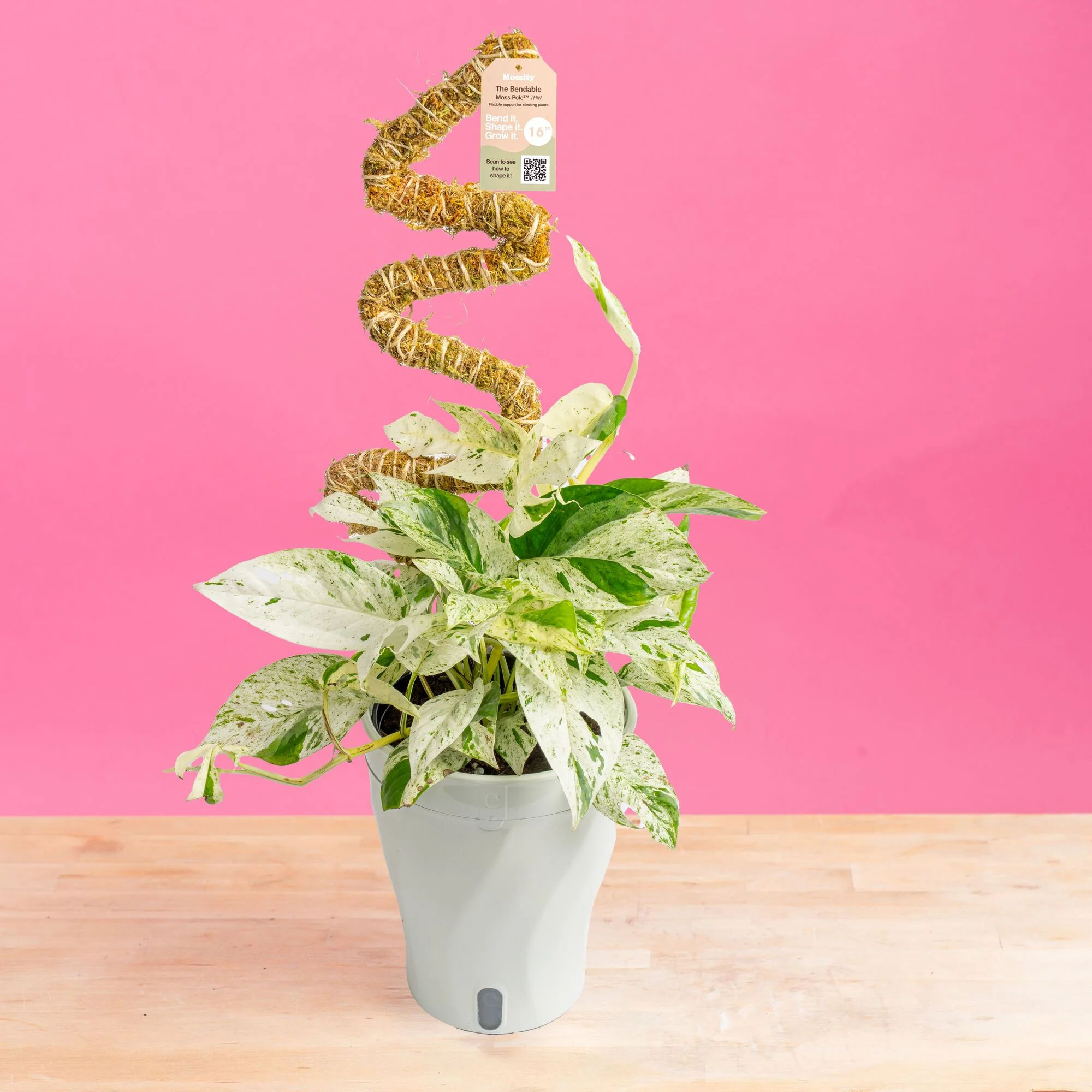 Epipremnum pinnatum Marble | medium - Image 9