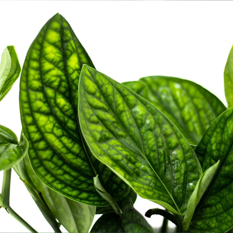 Monstera Peru | medium - Image 3