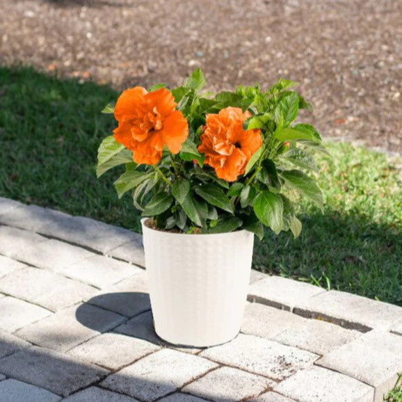 Tropical Hibiscus Adonicus Double Orange | medium - Image 3