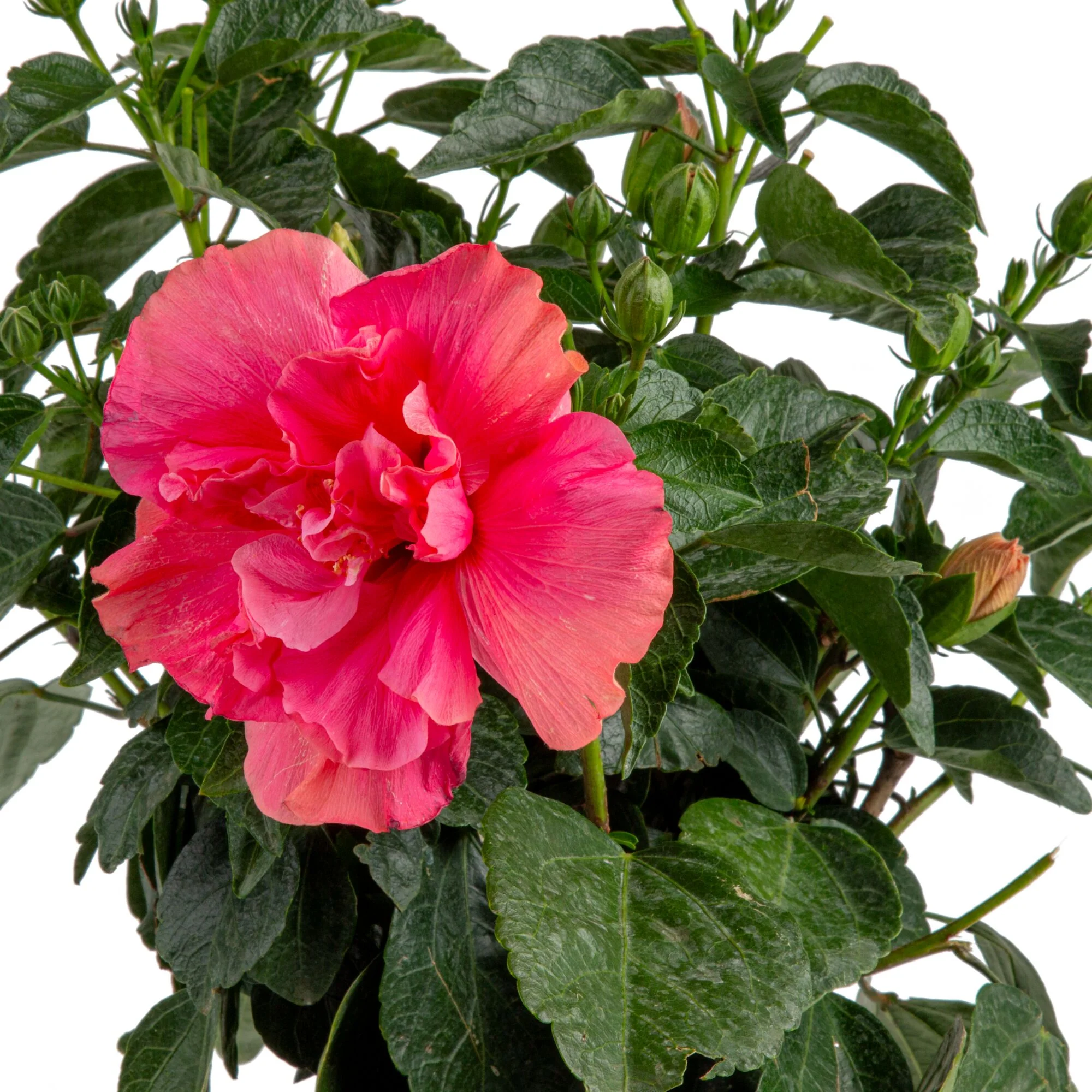 Tropical Hibiscus Adonicus Double Pink | medium - Image 3