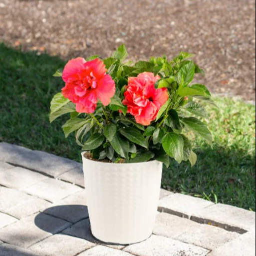 Tropical Hibiscus Adonicus Double Pink | medium - Image 4