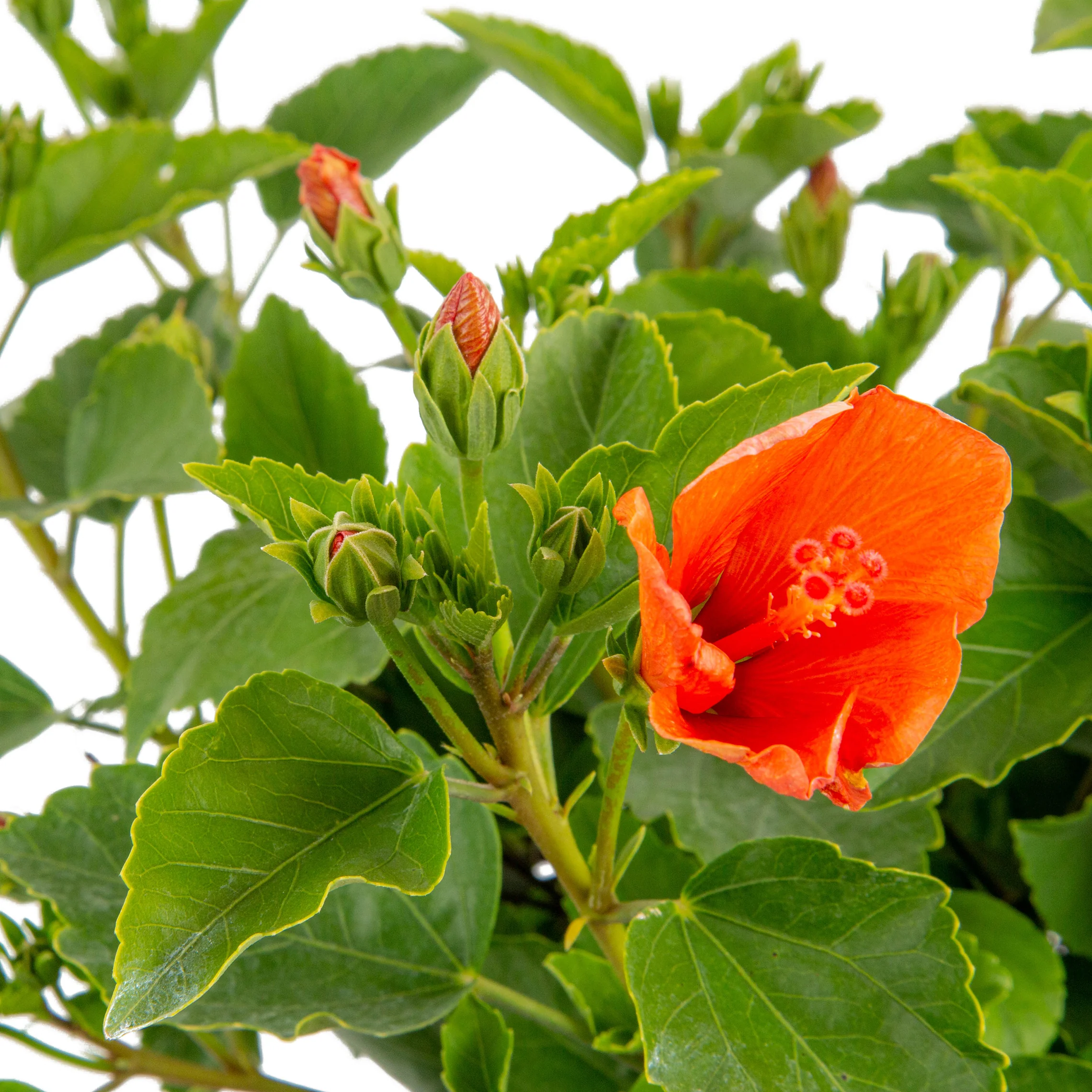 Tropical Hibiscus Constellation Andromeda | medium - Image 3