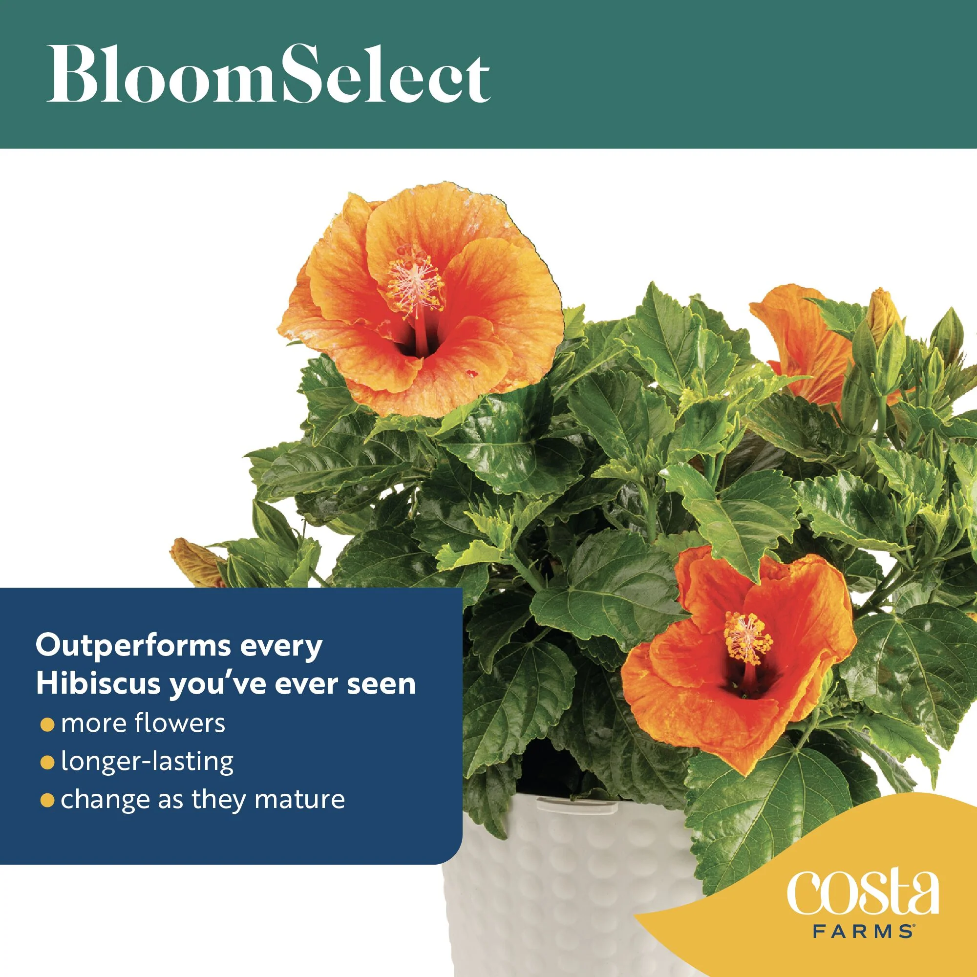 Tropical Hibiscus Flora | small - Image 5