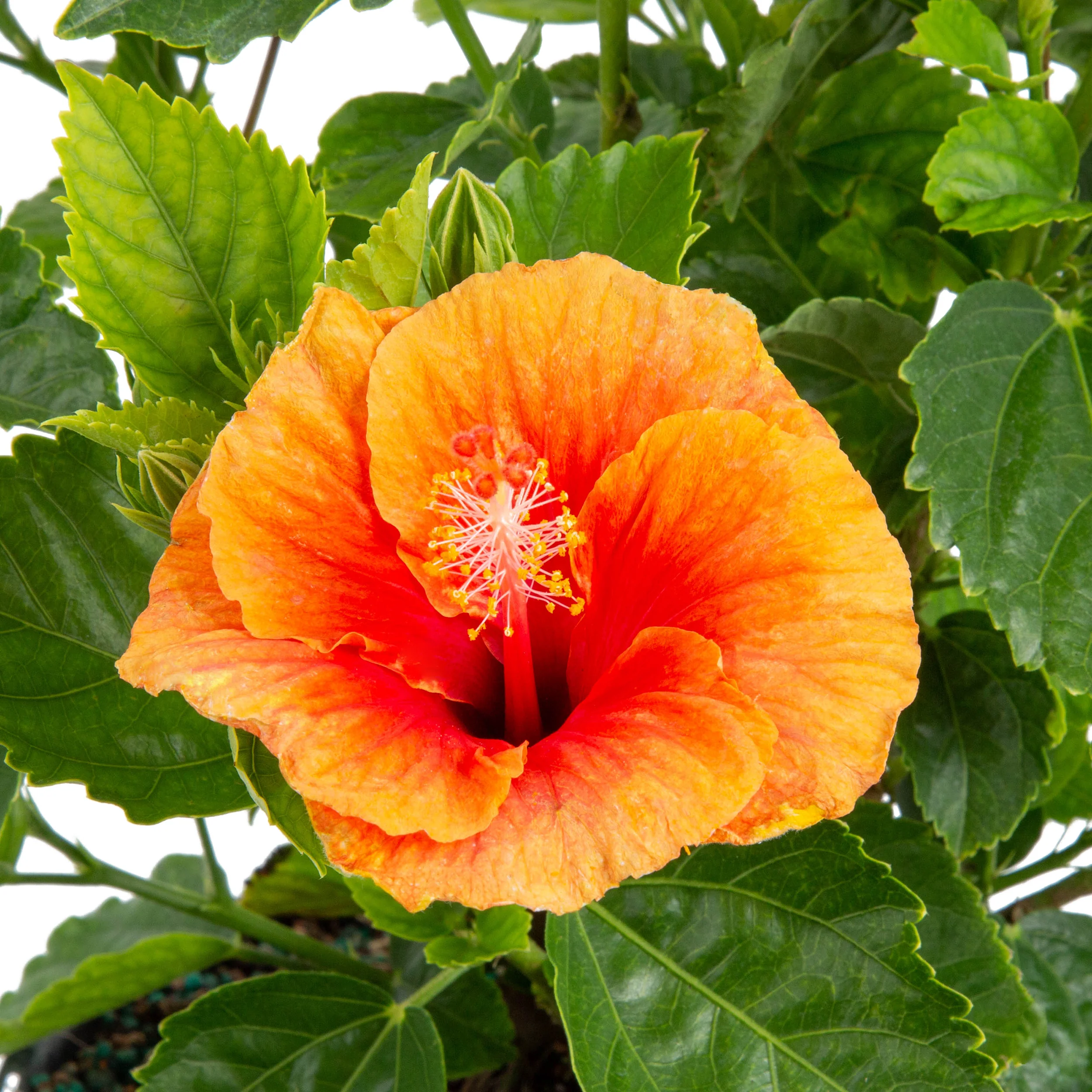 Tropical Hibiscus Apollo Garden | medium - Image 3