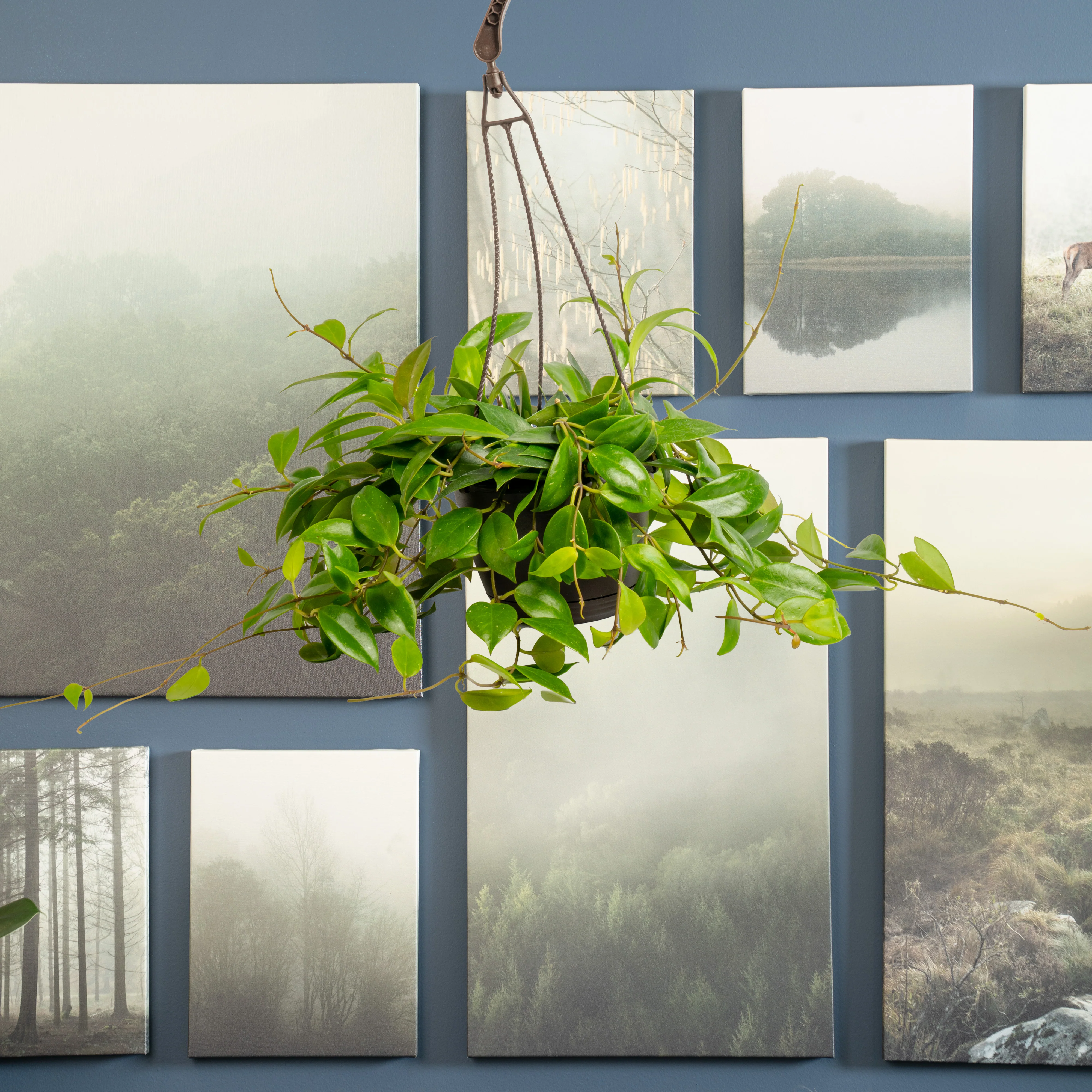 Hoya Sunrise | medium - Image 2