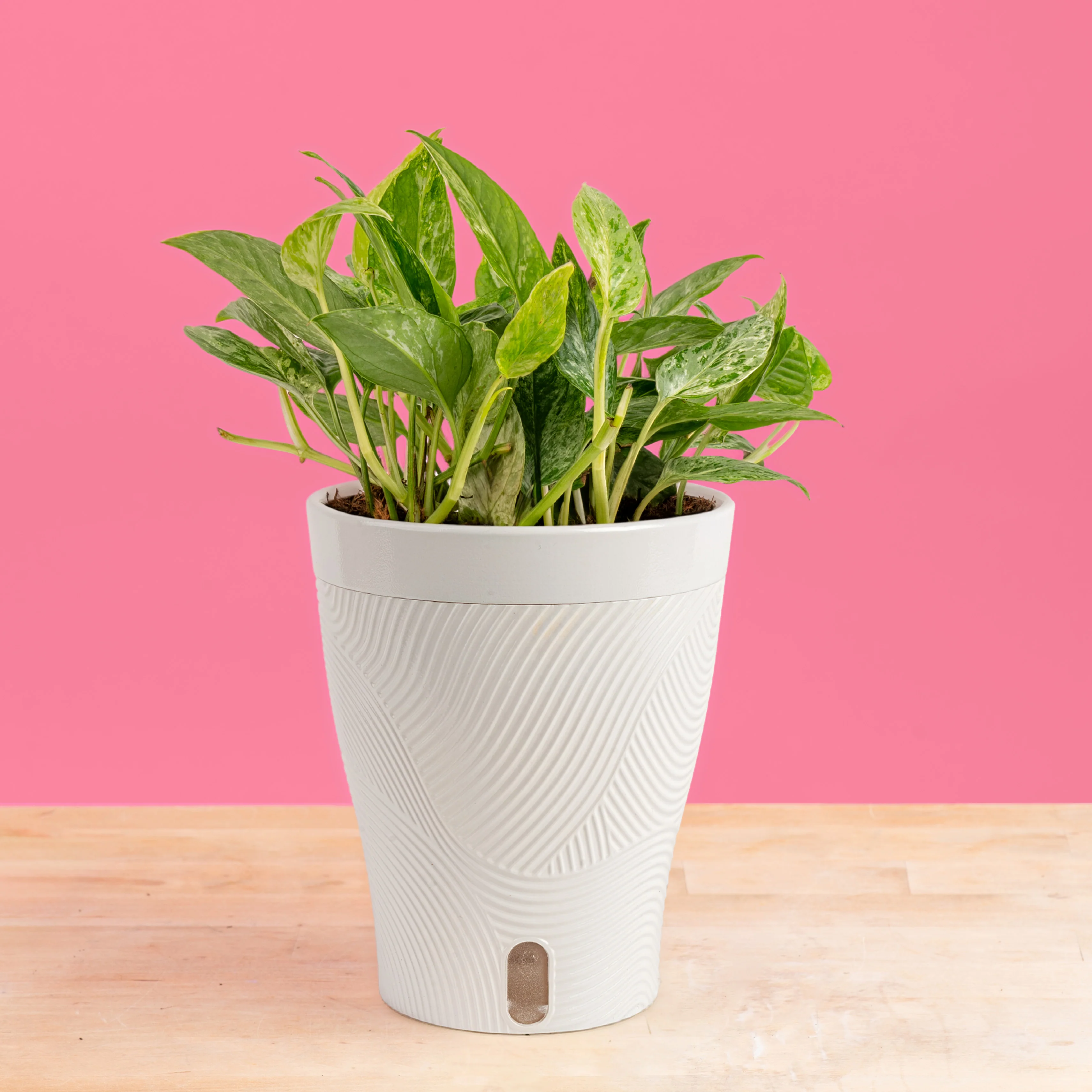 Pothos Krabi | medium