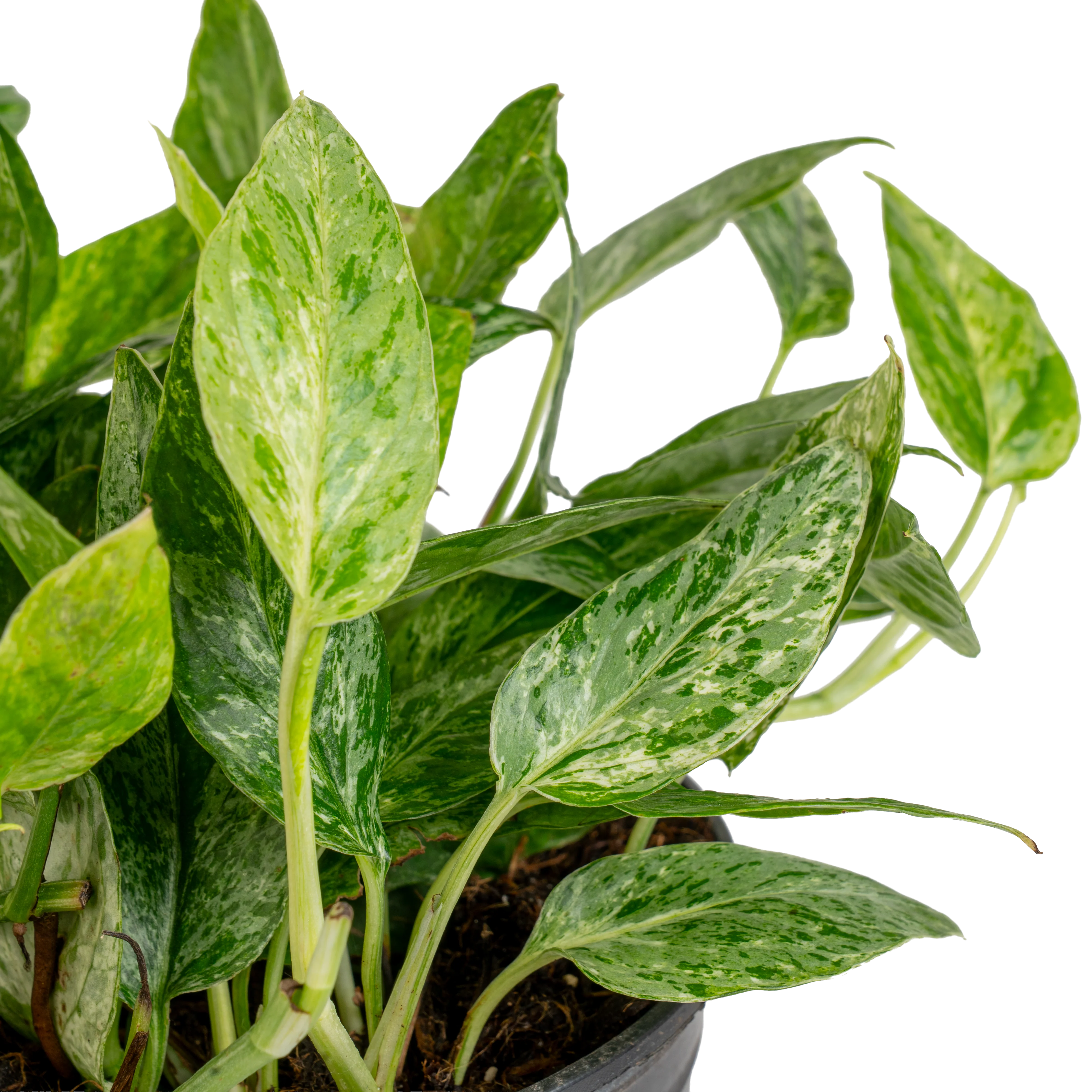 Pothos Krabi | medium - Image 3