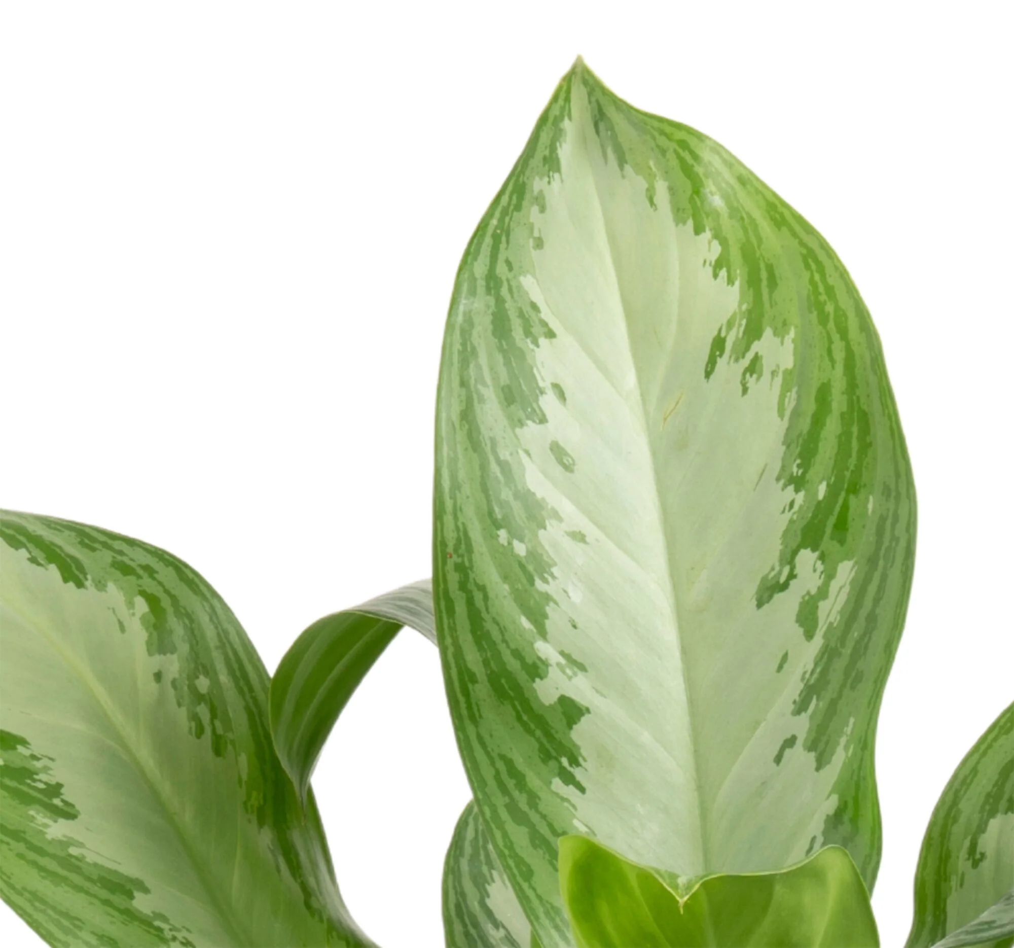 Silver Bay Aglaonema | large - Image 3