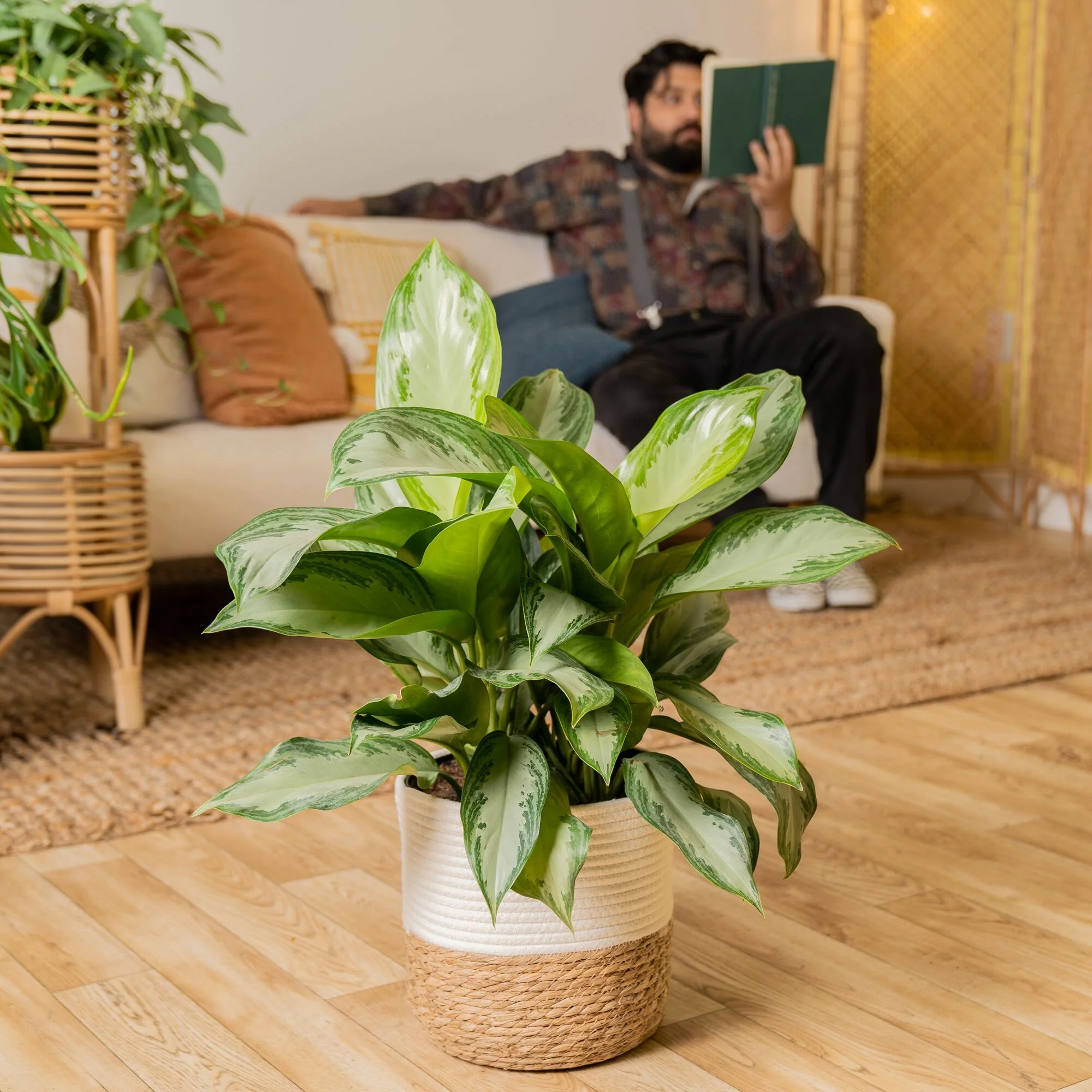 Silver Bay Aglaonema | large - Image 4