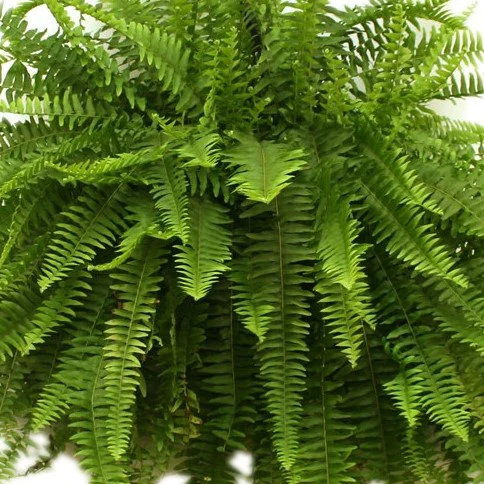 Boston Fern | large - Image 3