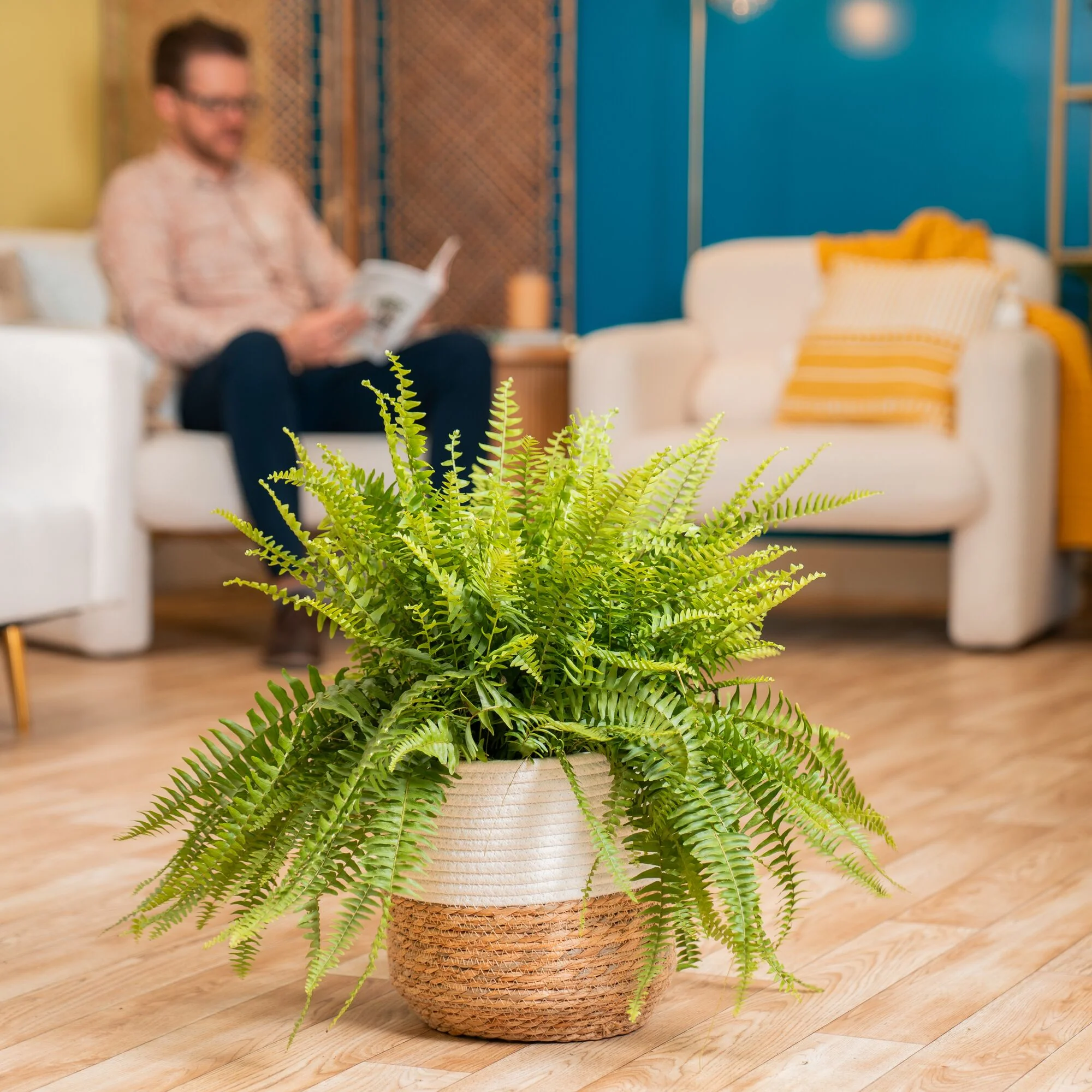 Boston Fern | large - Image 4