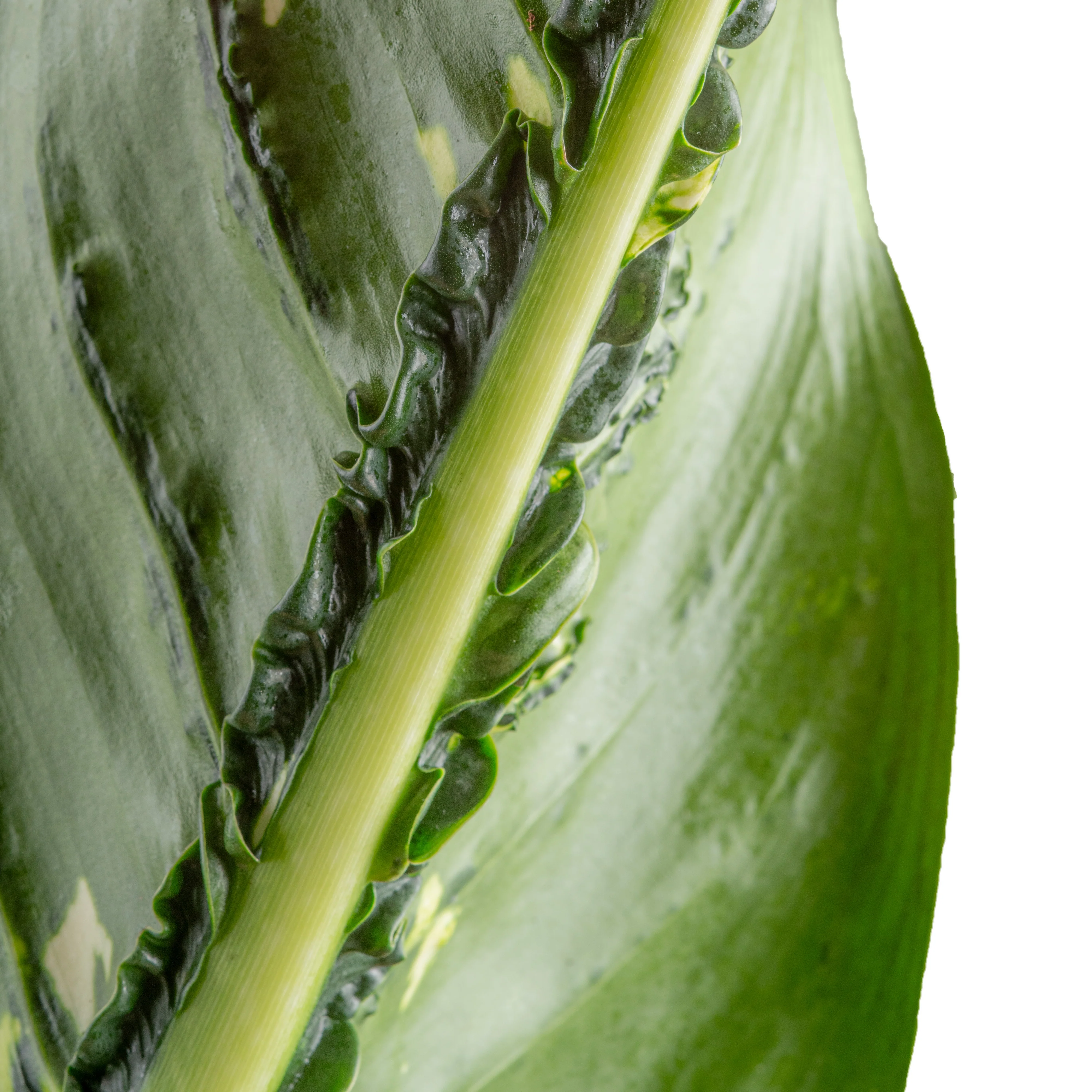 Dieffenbachia Crocodile | large - Image 4