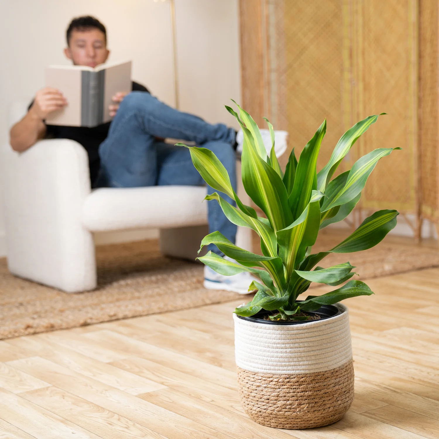 Dracaena Golden Heart | large - Image 2
