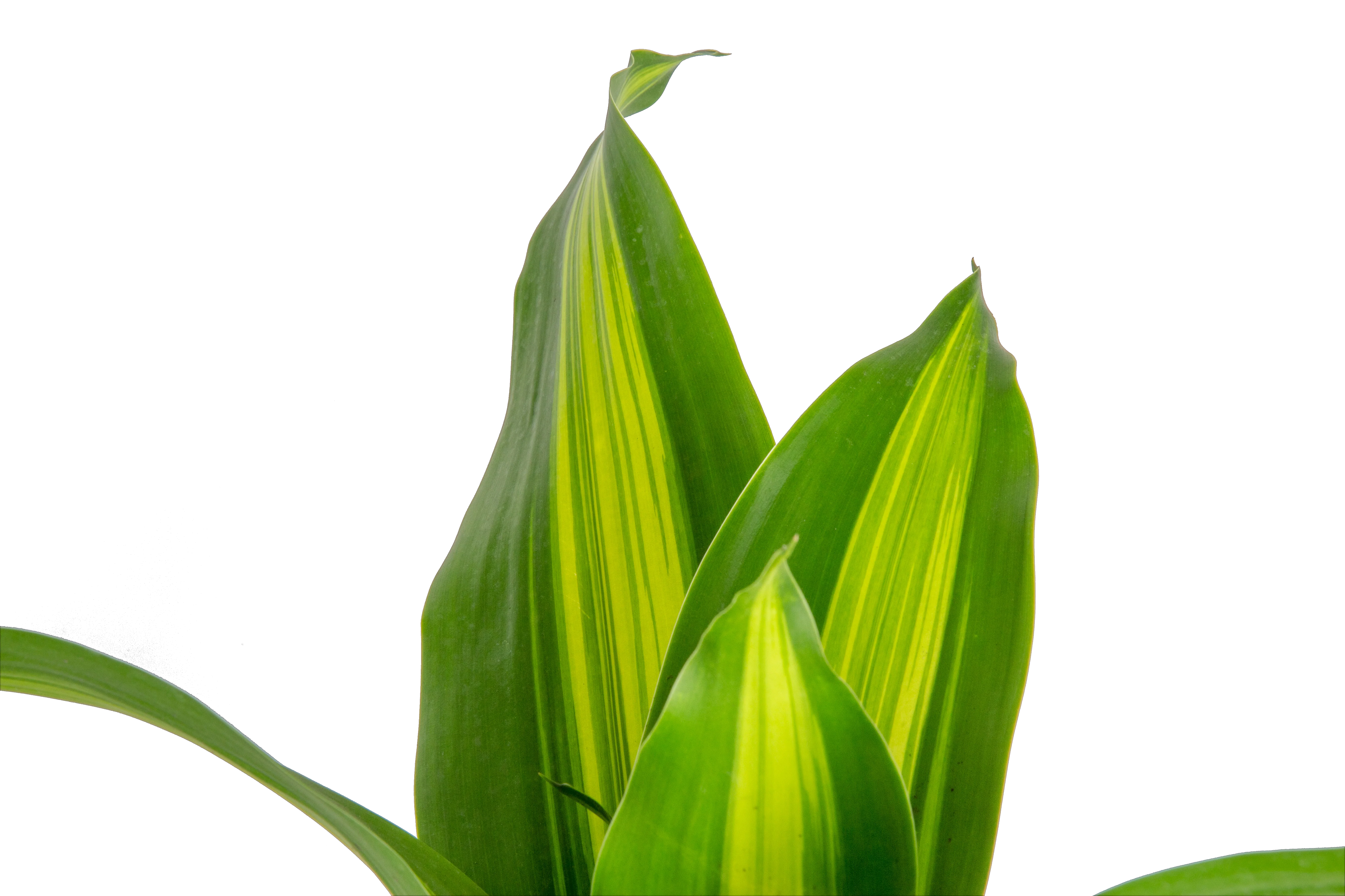 Dracaena Golden Heart | large - Image 3