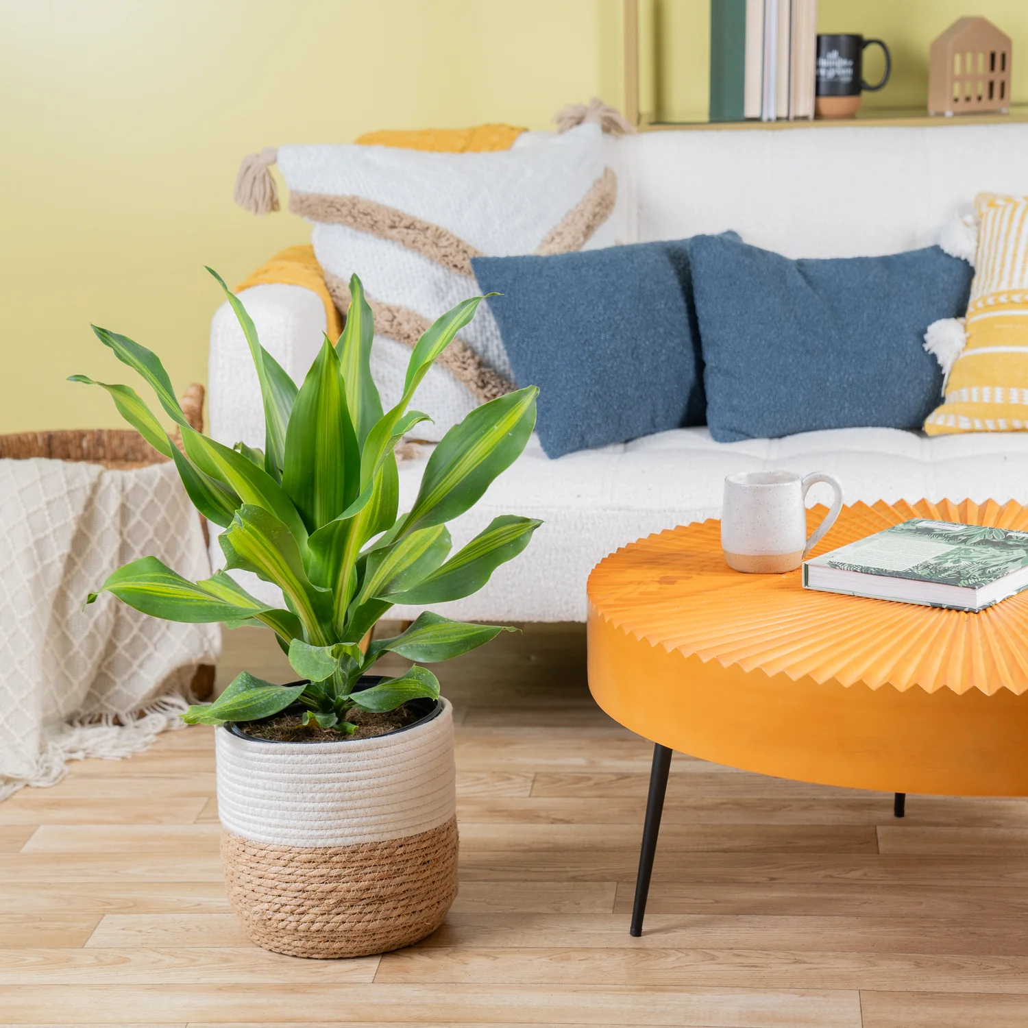 Dracaena Golden Heart | large - Image 4