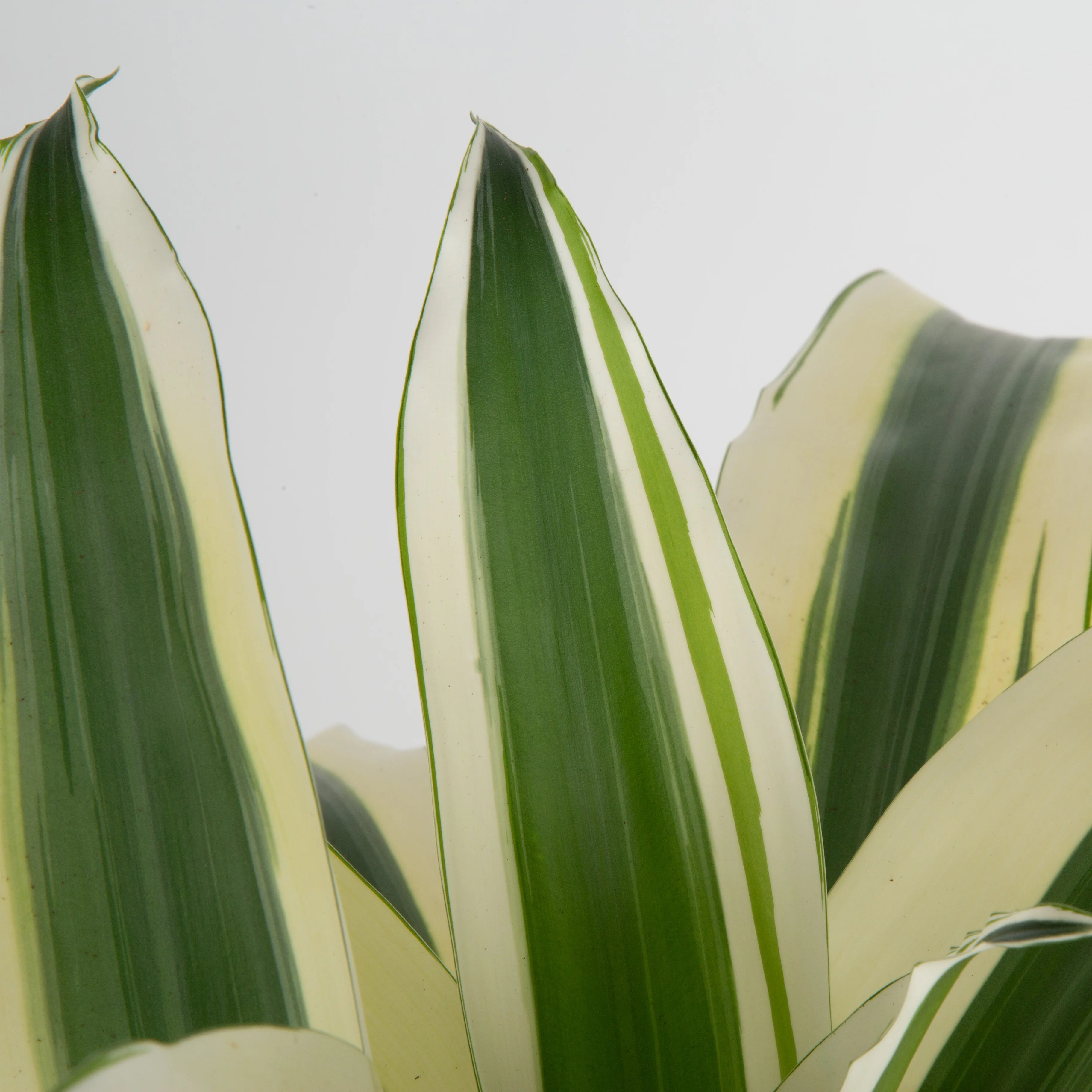 Dracaena White Aspen | Large - Image 3