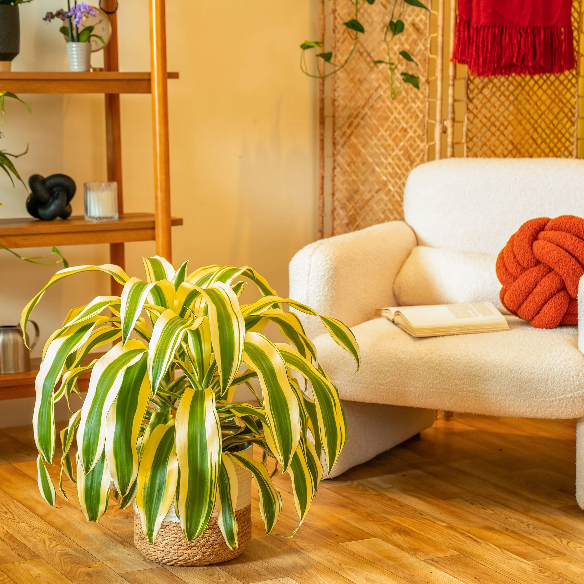 Dracaena White Aspen | Large - Image 4