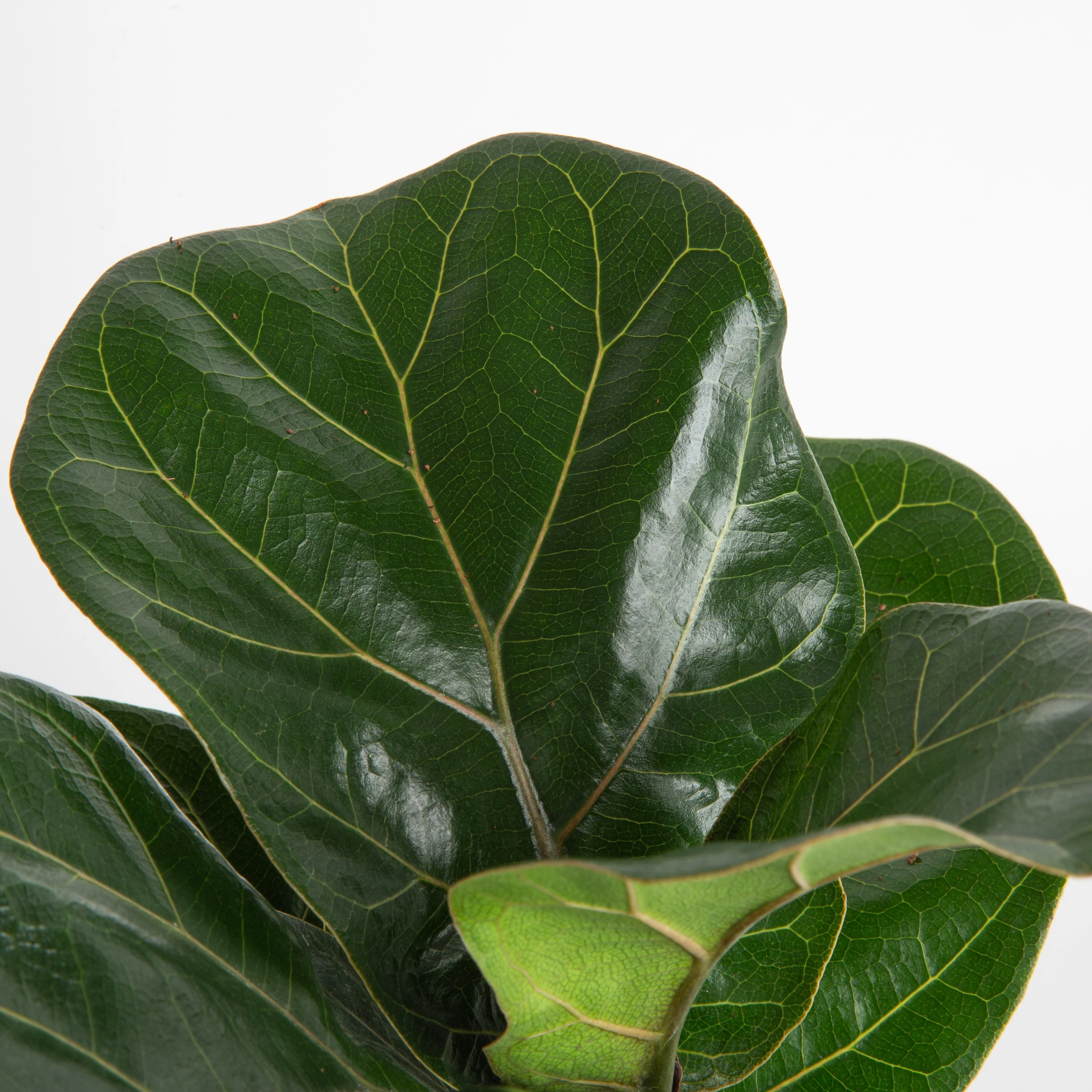 Ficus Lyrata Bush | large - Image 3