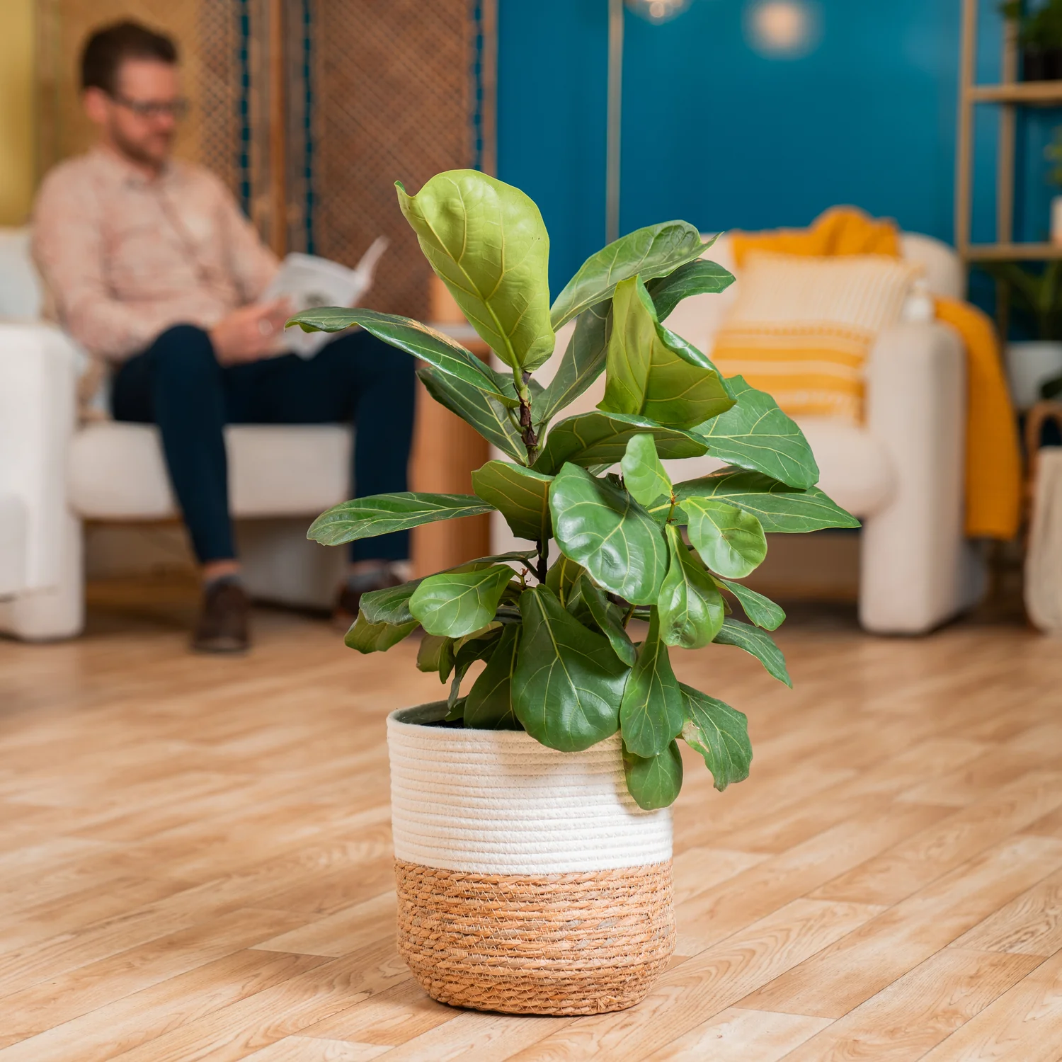 Ficus Lyrata Bush | large - Image 4