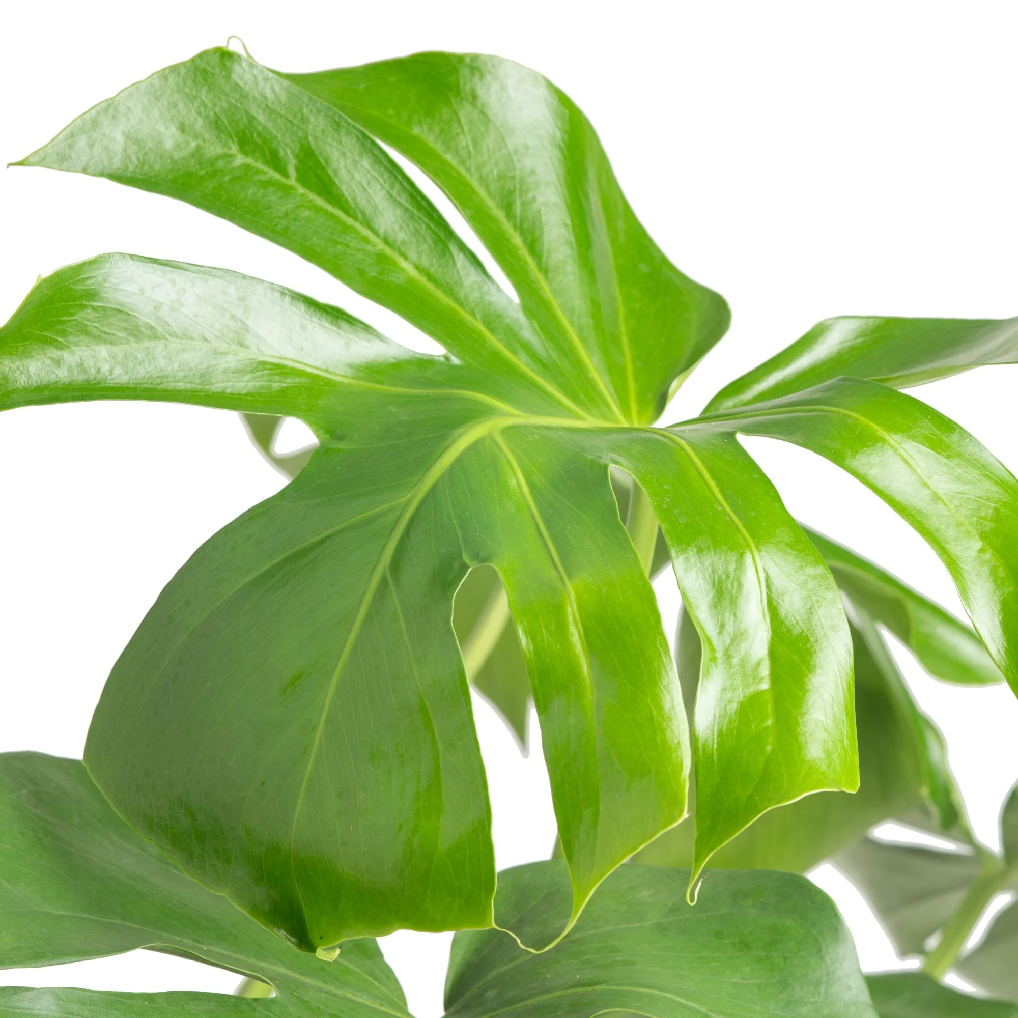 Monstera Deliciosa | large - Image 3