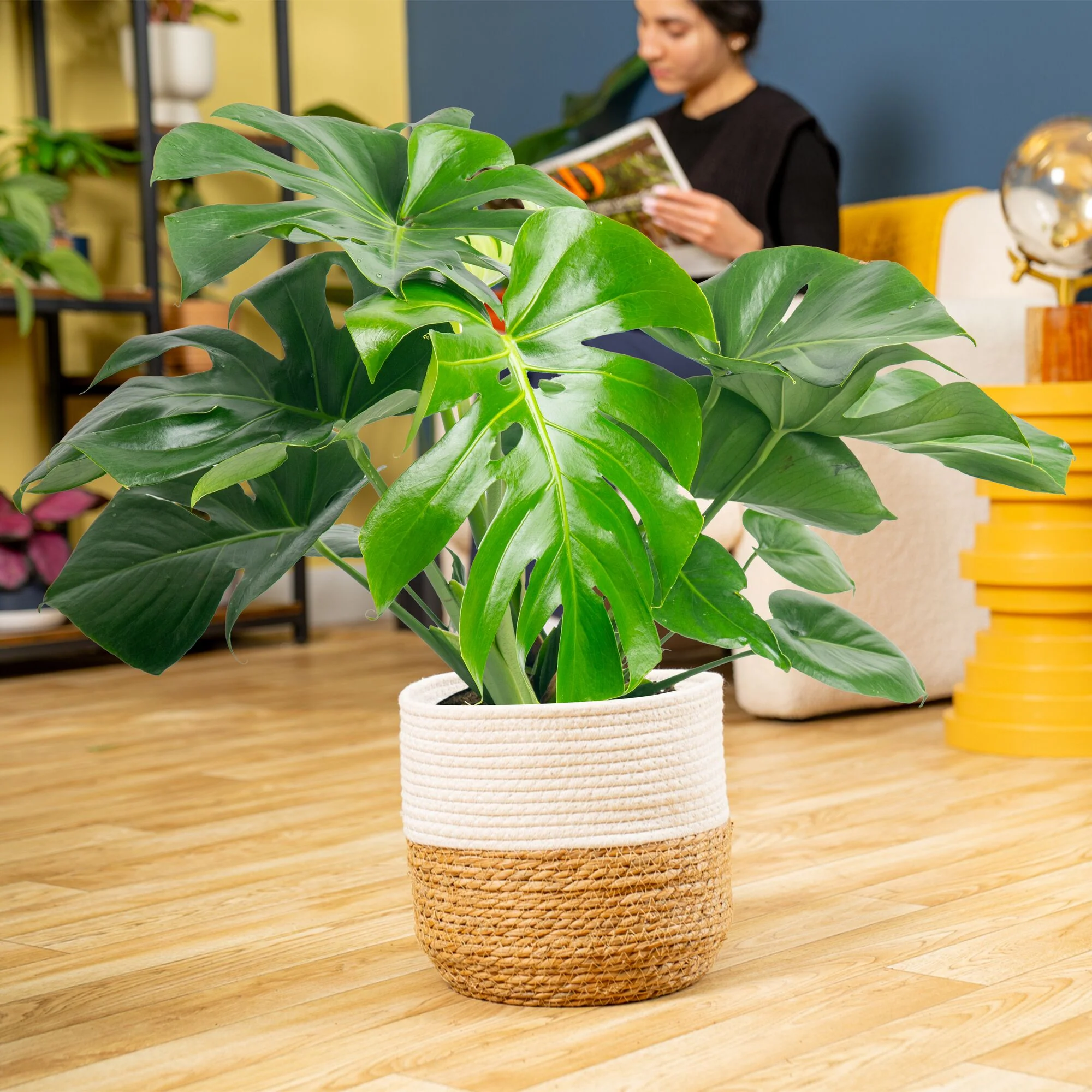 Monstera Deliciosa | large - Image 4