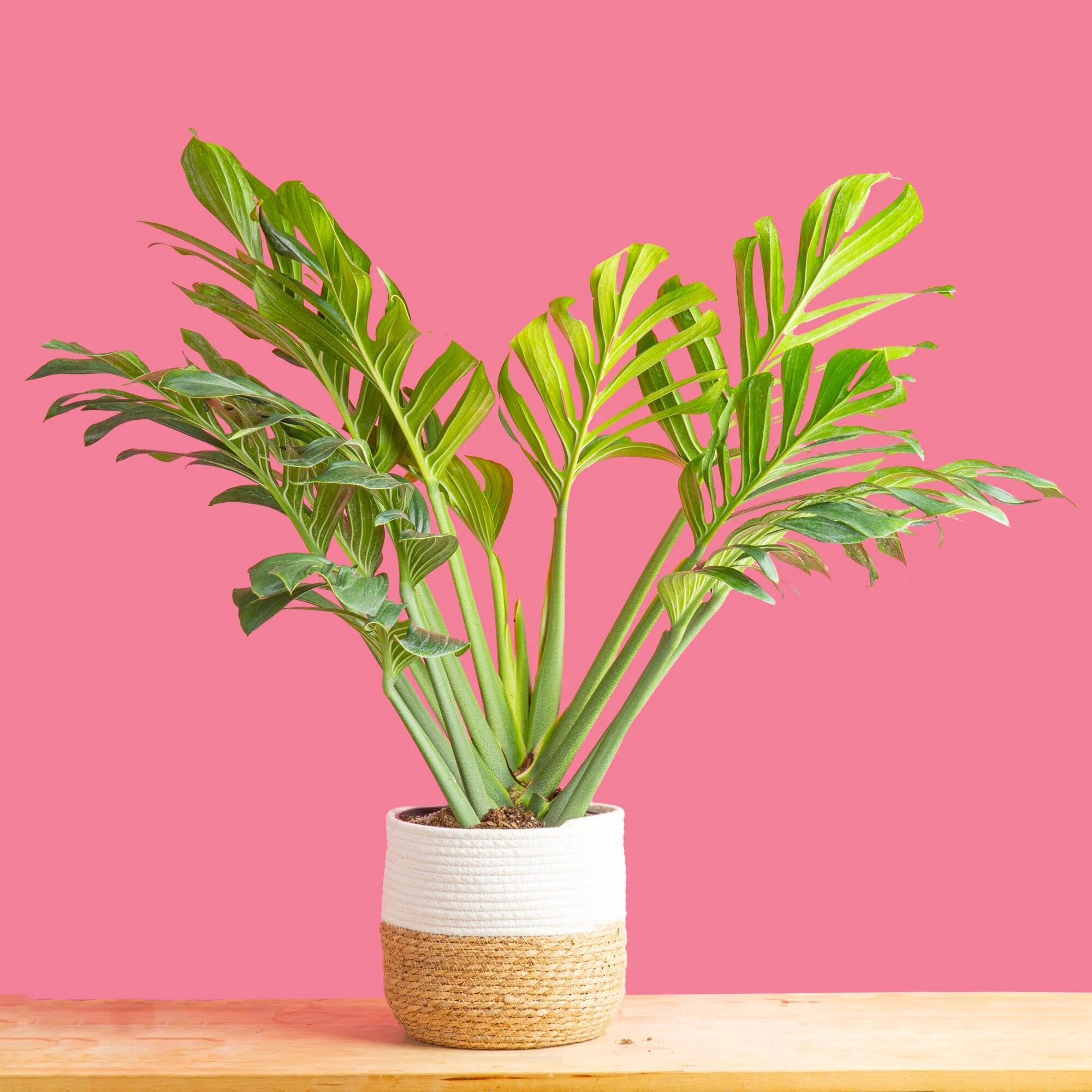 Monstera Pinnatipartita | large