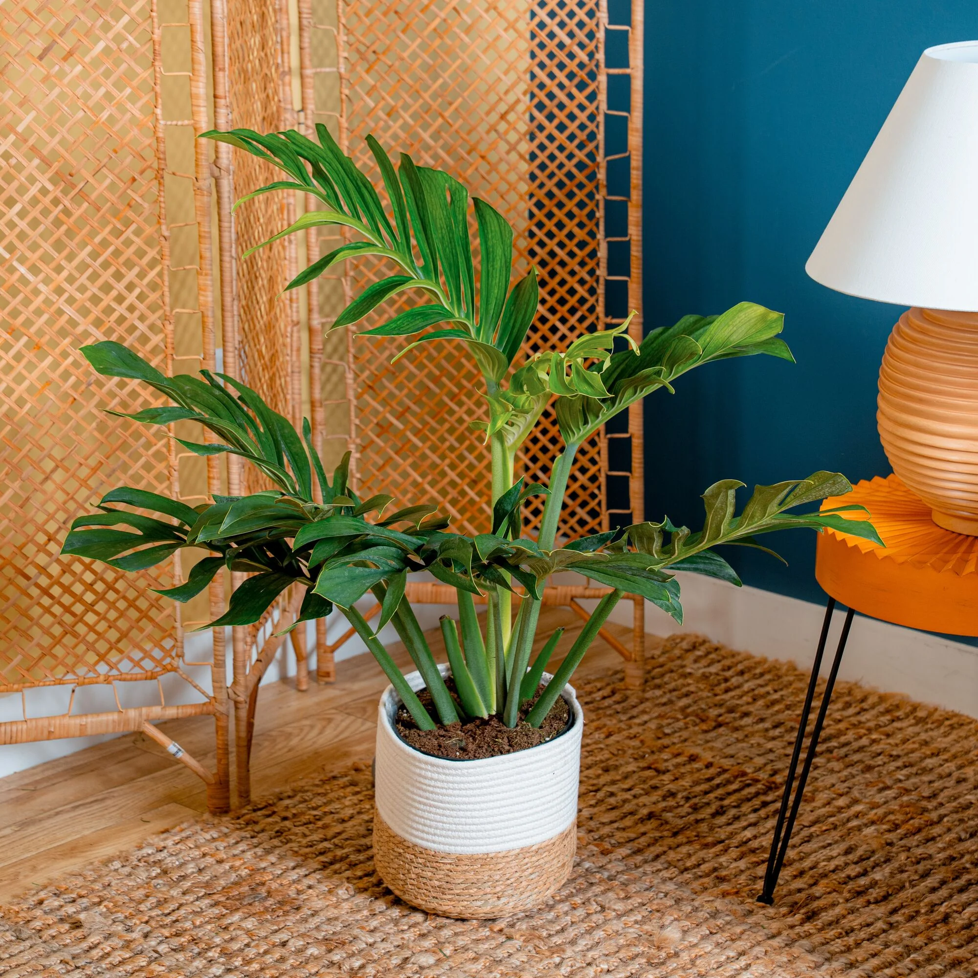 Monstera Pinnatipartita | large - Image 2