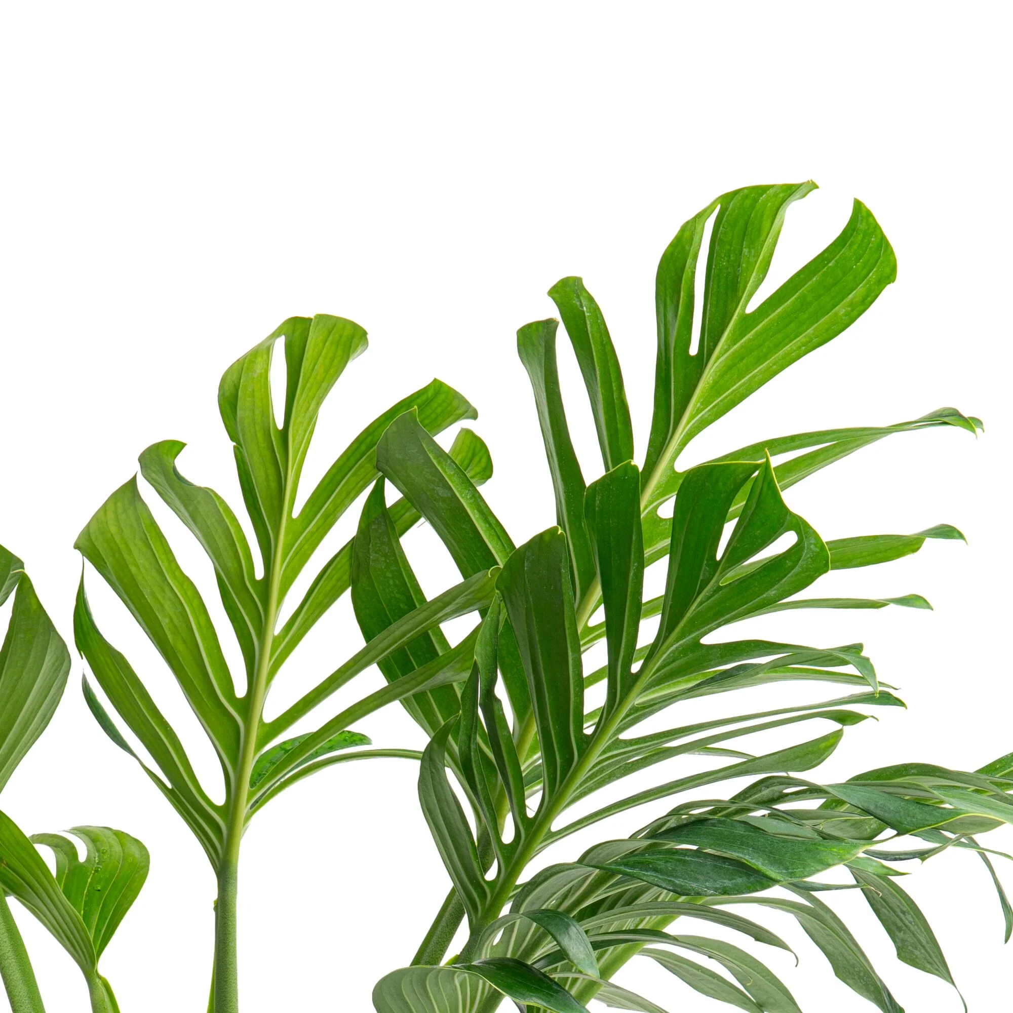 Monstera Pinnatipartita | large - Image 3