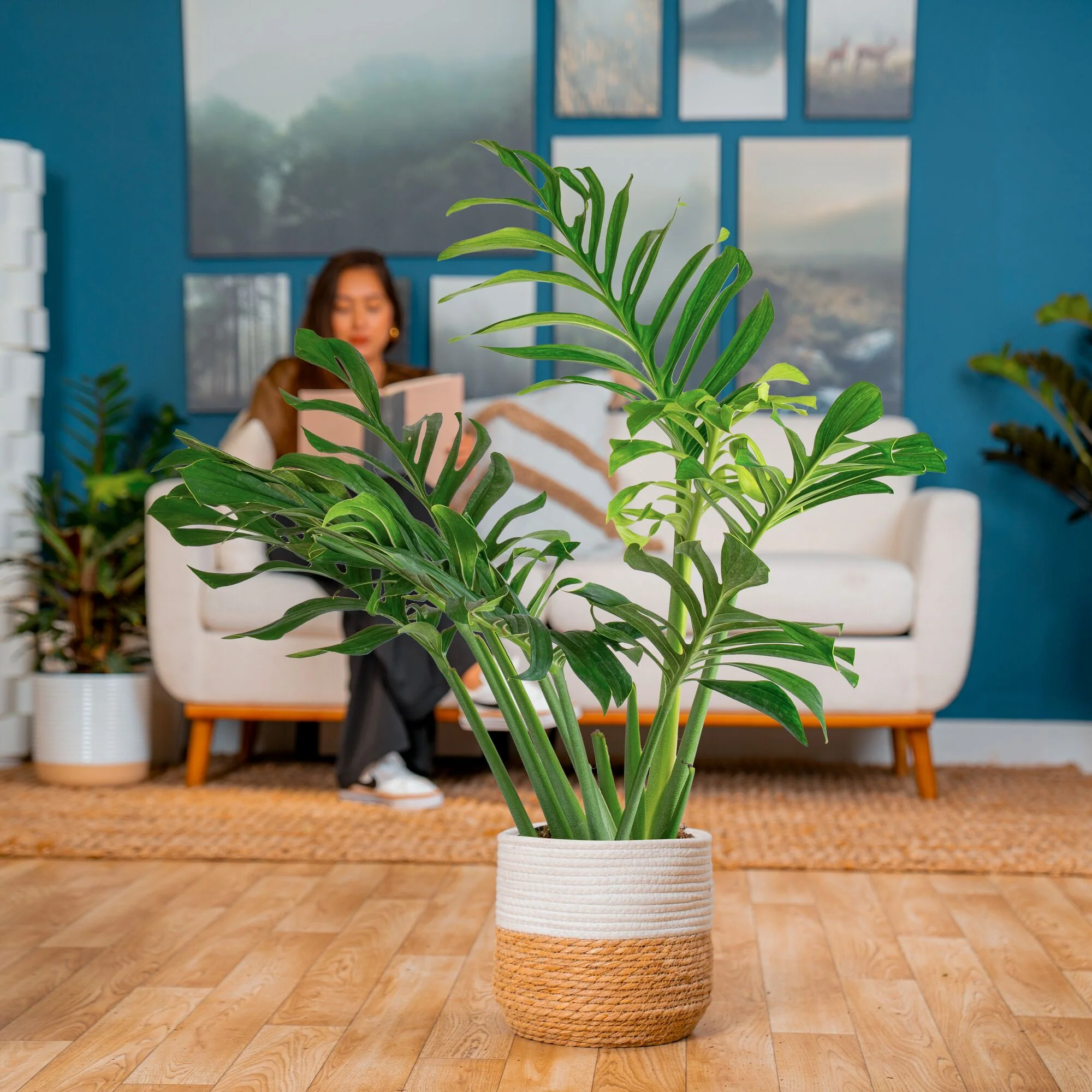 Monstera Pinnatipartita | large - Image 4
