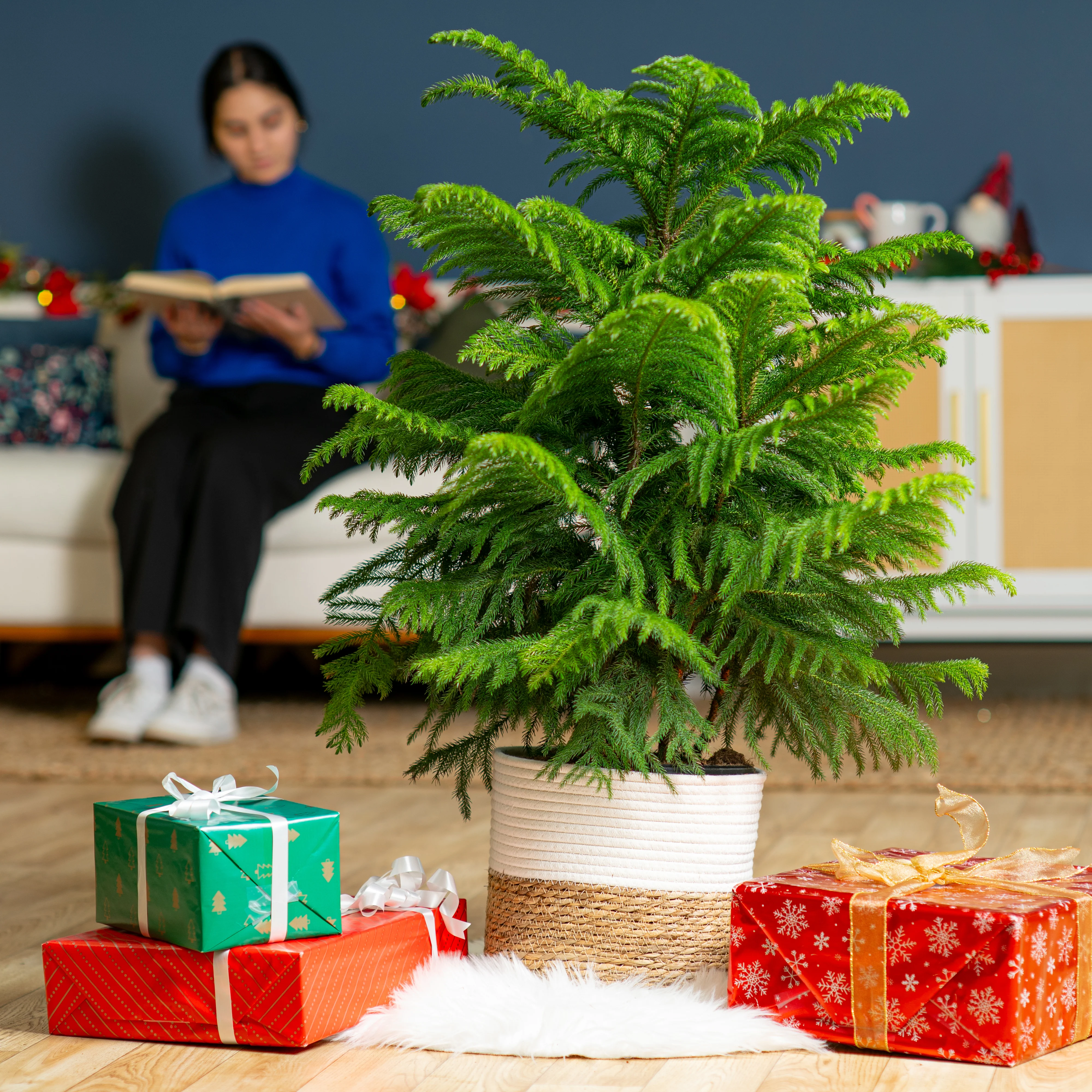 Norfolk Island Pine | large - Image 4