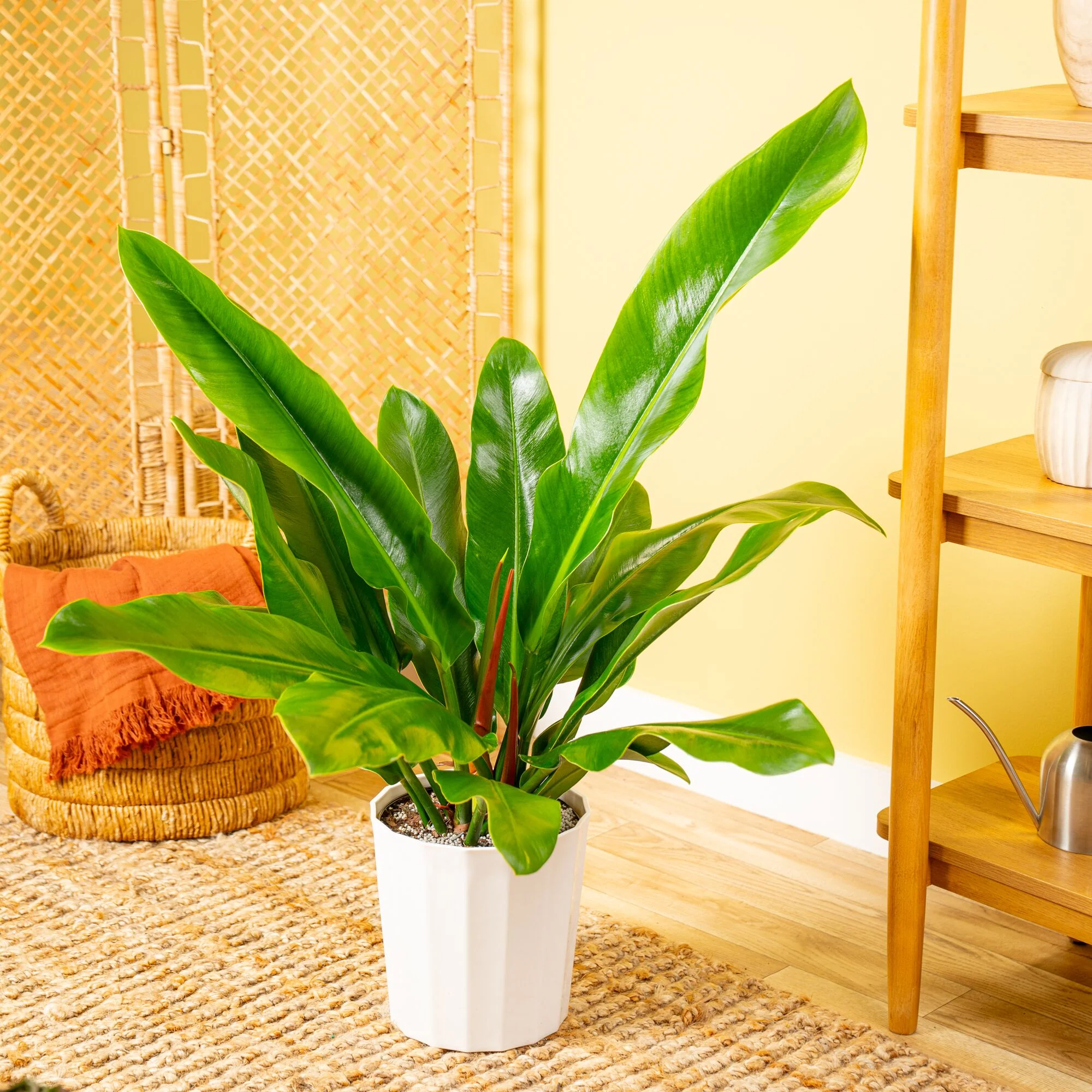 Philodendron ruizii | large - Image 2