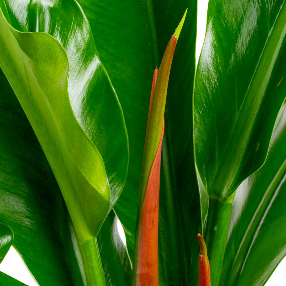 Philodendron ruizii | large - Image 3