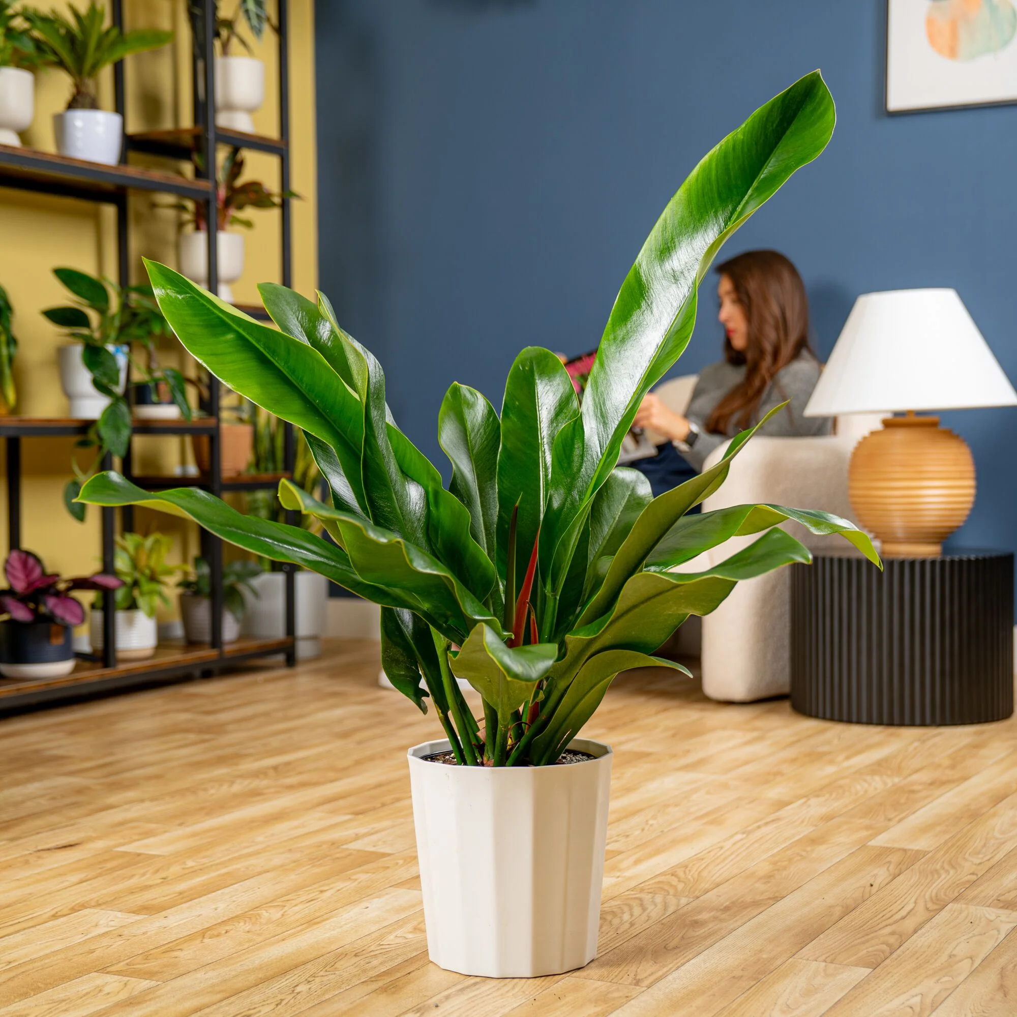 Philodendron ruizii | large - Image 4