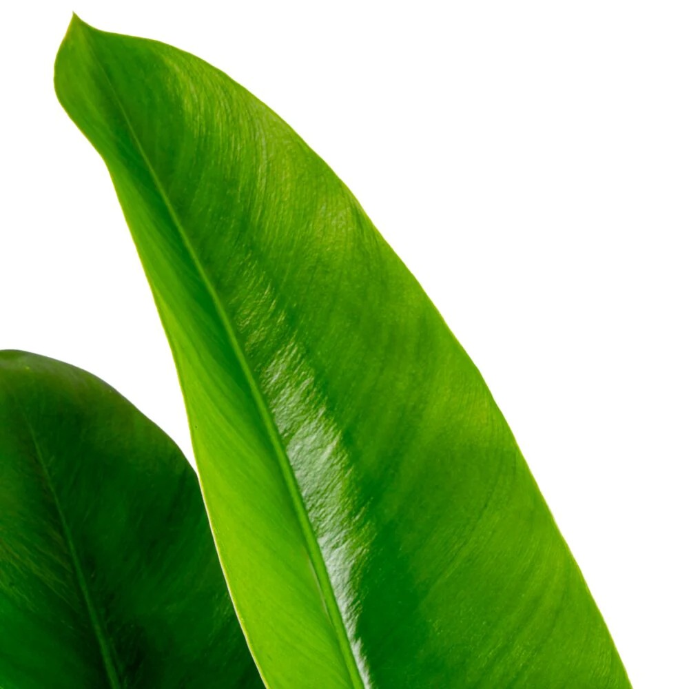 Philodendron ruizii | large - Image 5