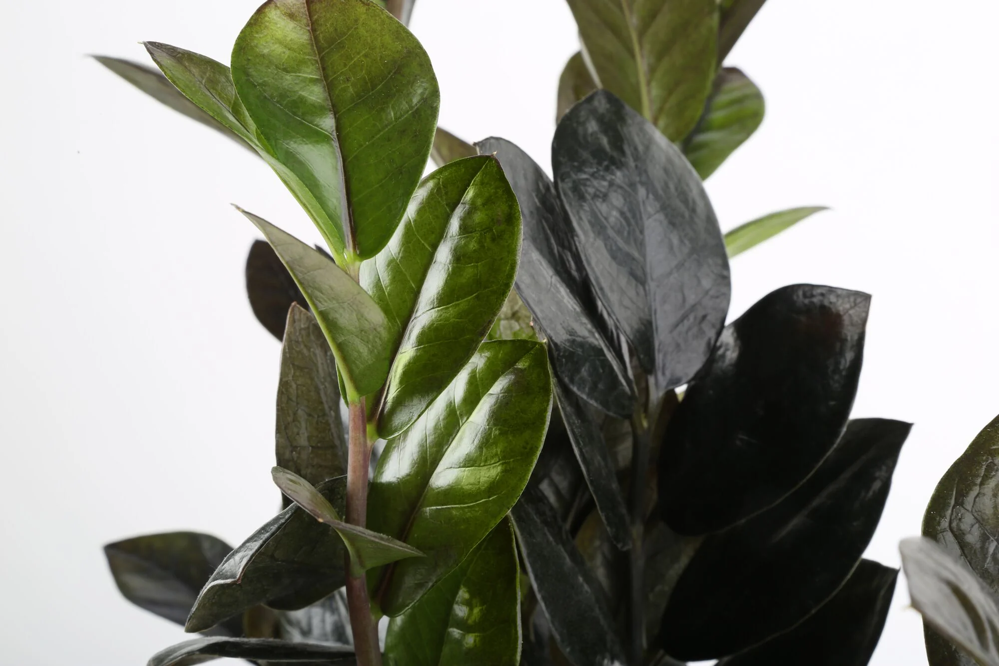 Raven ZZ Zamioculcas ‘Dowon’ | large - Image 3