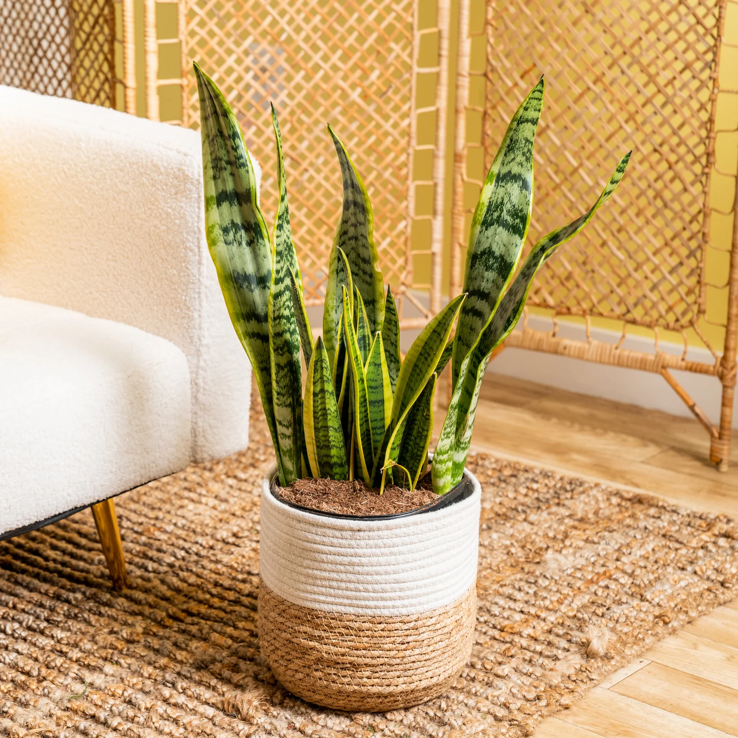 Snake Plant | large - Image 3