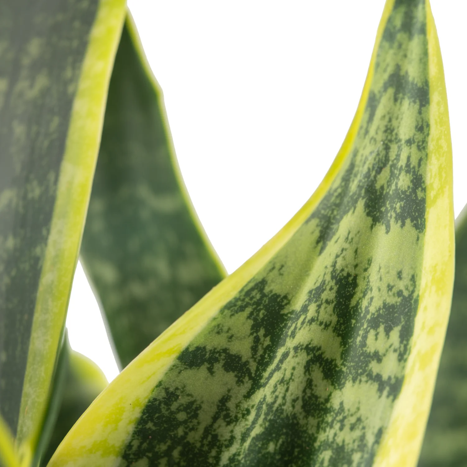 Snake Plant | large - Image 4
